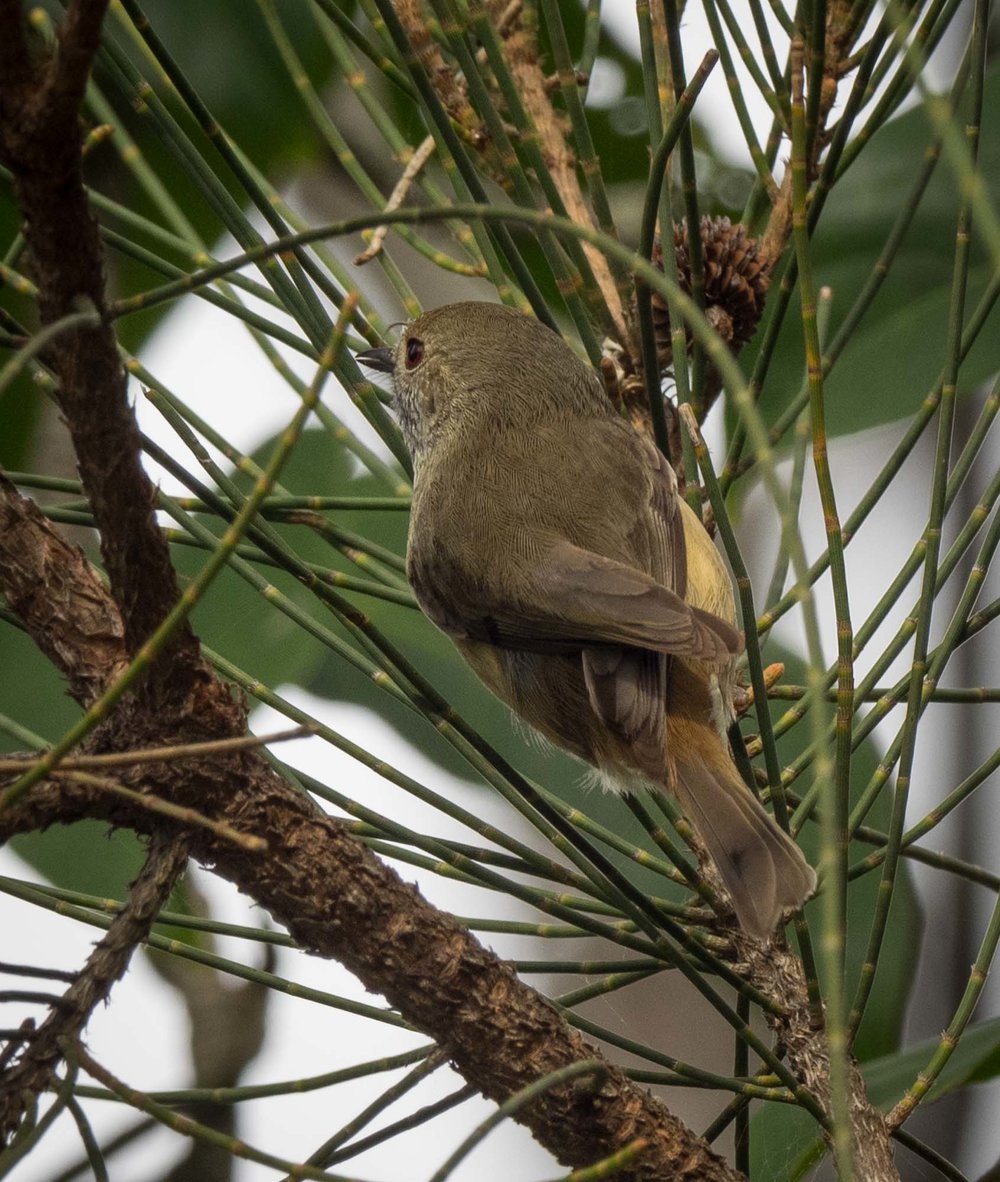 Brown Thornbill