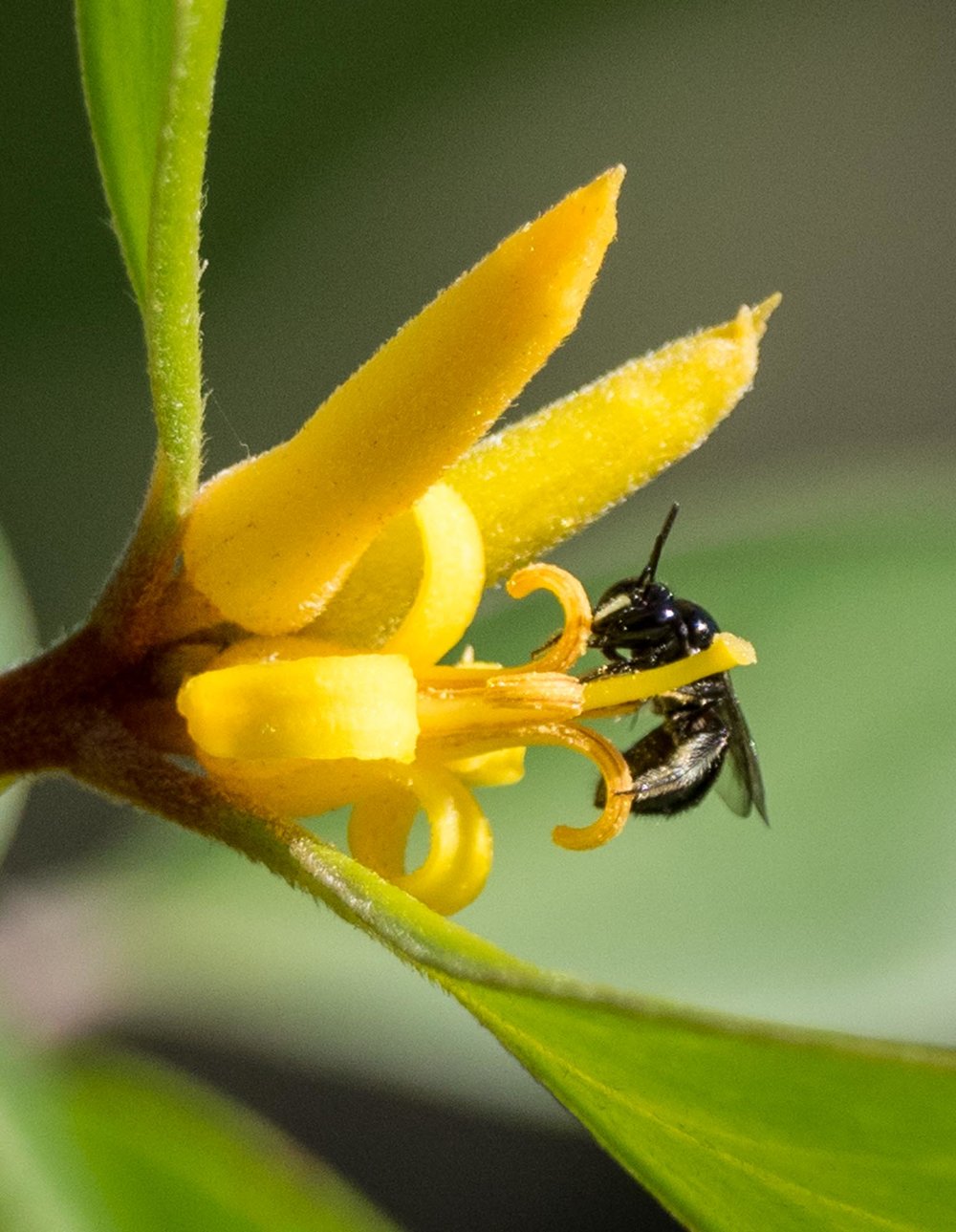 Masked Bee