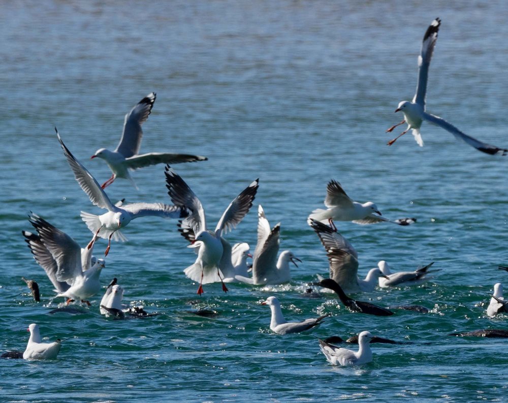 Little Black Cormorants & Silver Gulls