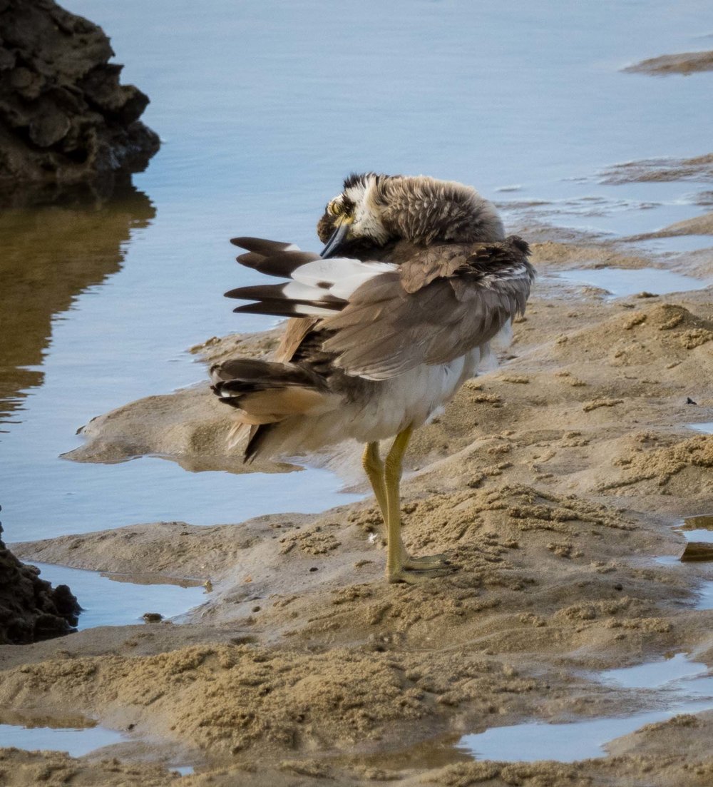 immature, preening