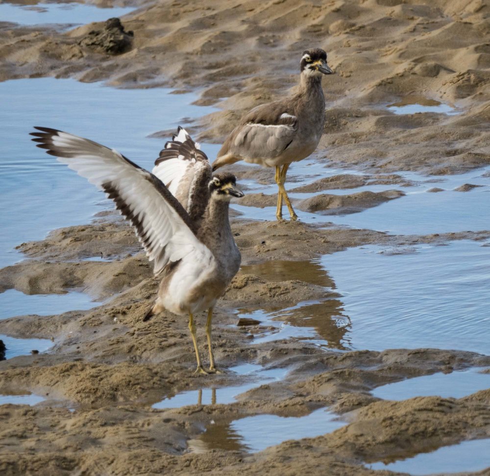 immature, practice flight