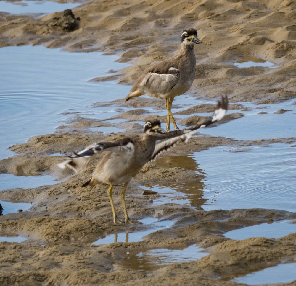 immature, practice flight