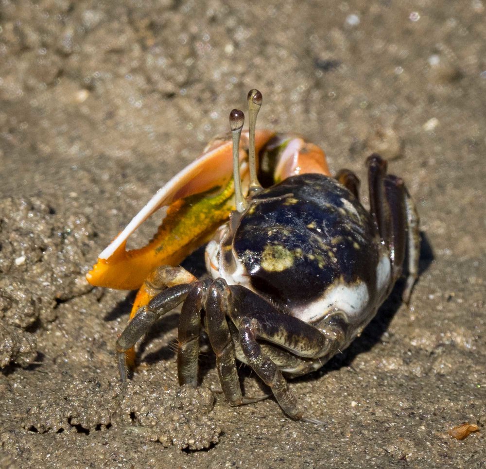 Fiddler Crab