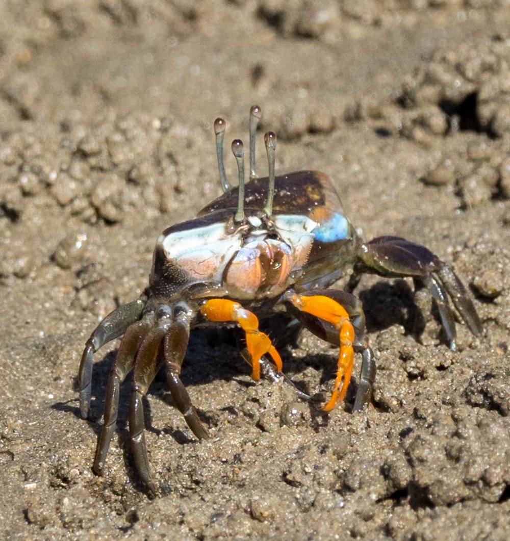 Fiddler Crabs