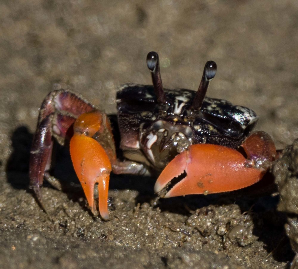 Semaphore Crab