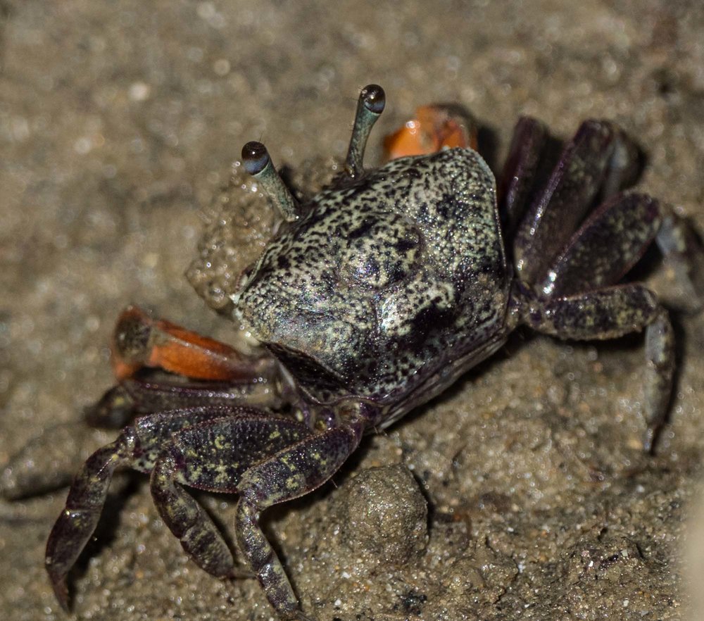 Semaphore Crab