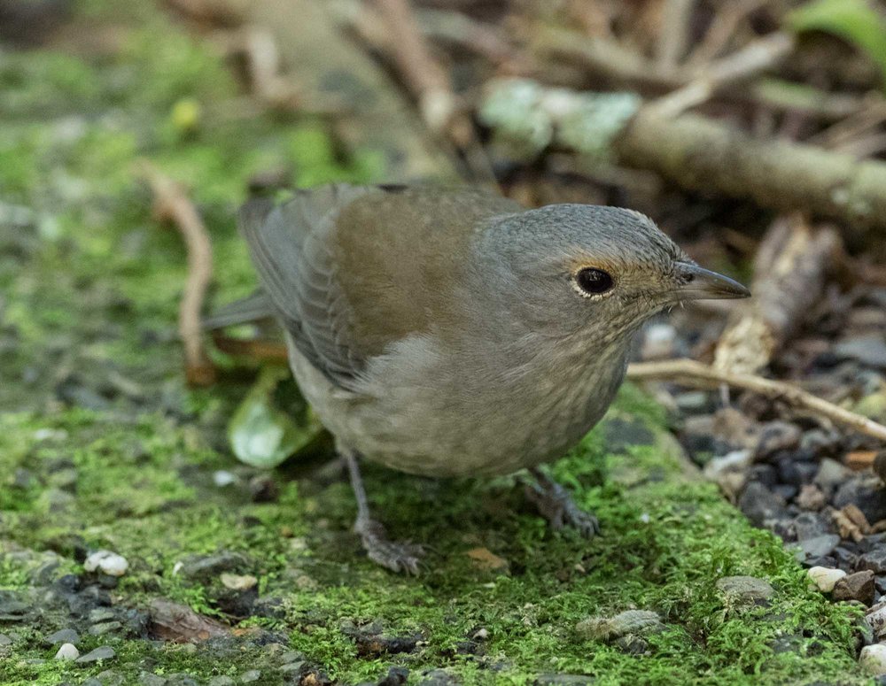  Grey Shrike-thrush, a familiar bird from home. Our birds are much more wary than this individual, which was happy to hunt just a couple of metres away from us. 