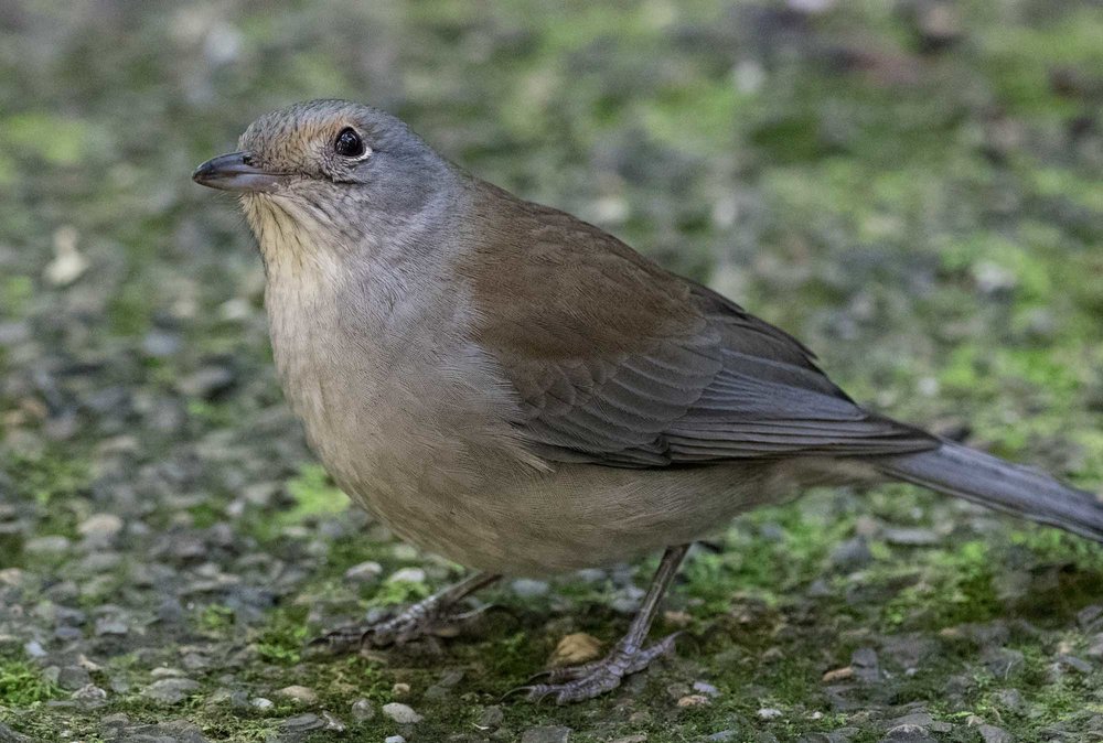 Grey Shrike-thrush