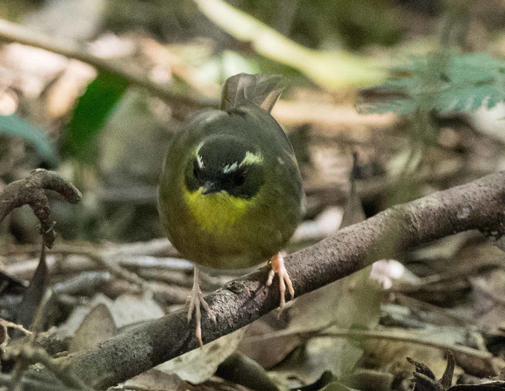  The Yellow-throated Scrubwren shows a different pattern of hunting behaviour to the robins, hopping around on the ground - just like the White-browed Scrubwren. 
