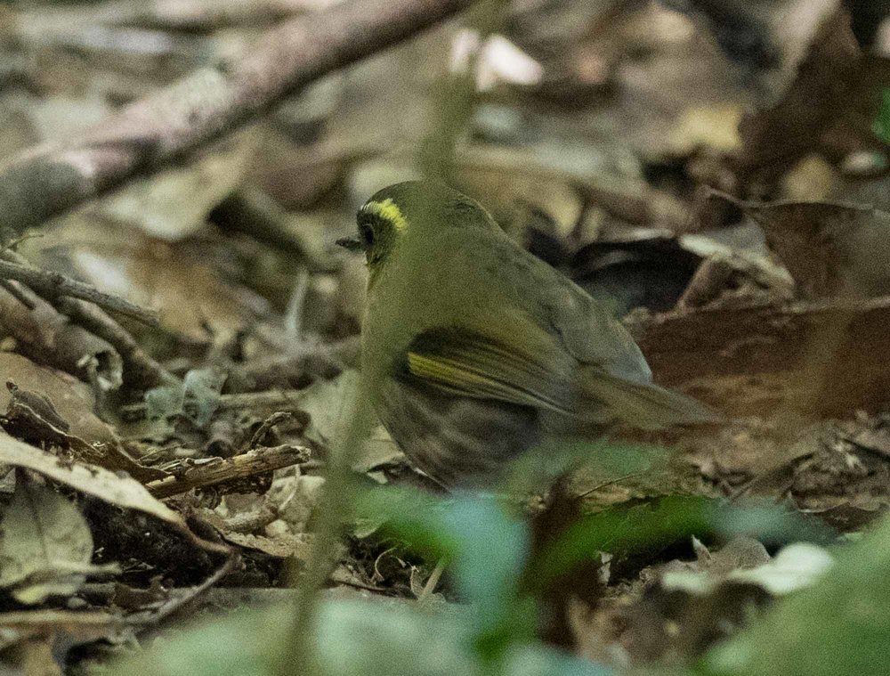 Yellow-throated Scrubwren