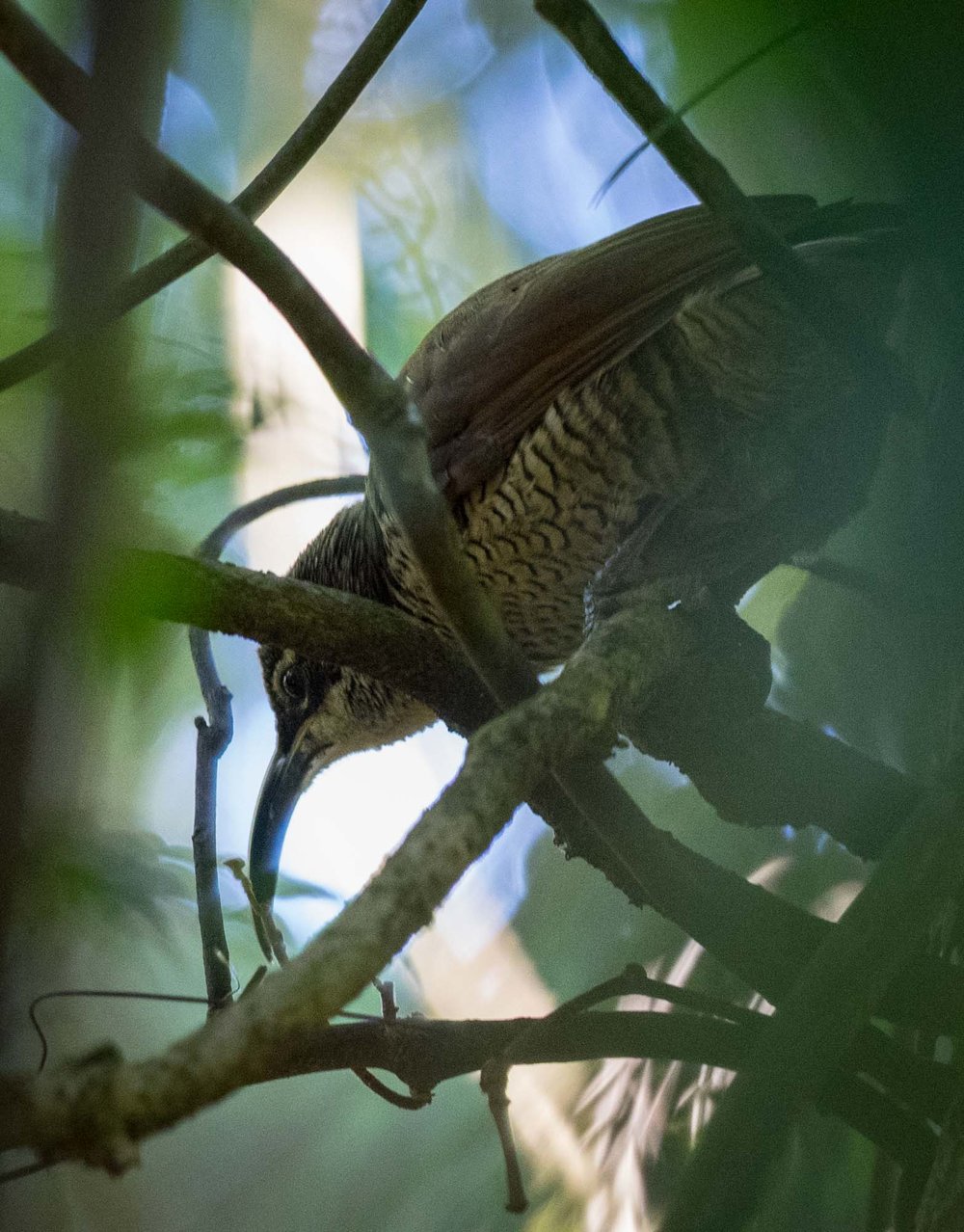 Paradise Riflebird (female)