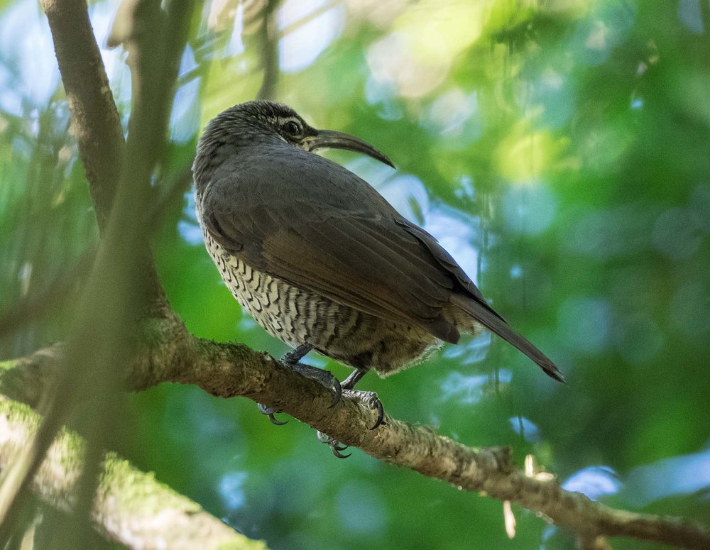 Paradise Riflebird (female)