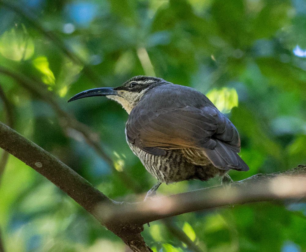 Paradise Riflebird (female)