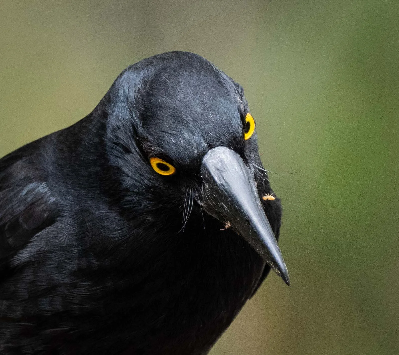 Pied Currawong (Strepera graculina)