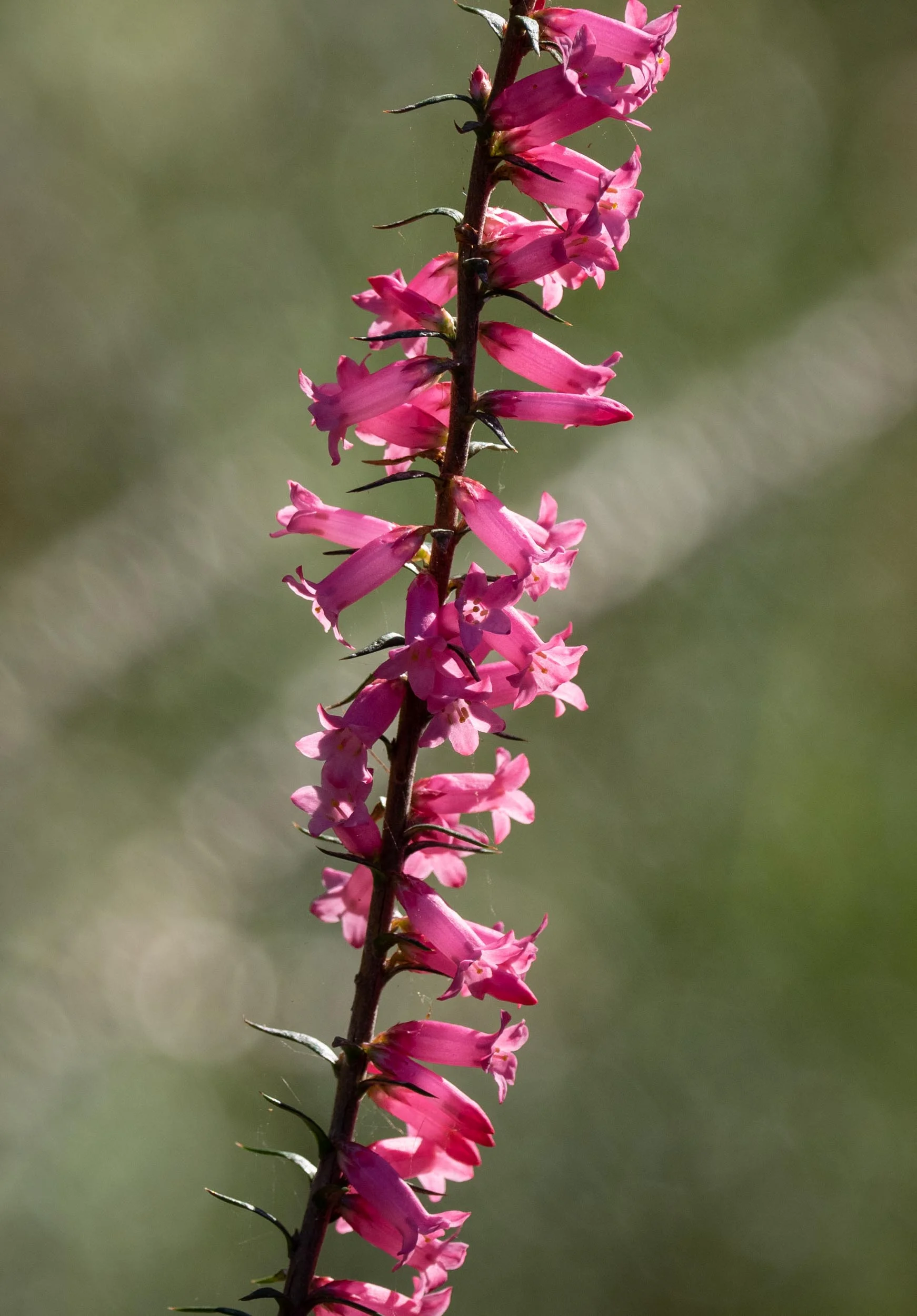 Common Heath ( Epacris impressa)