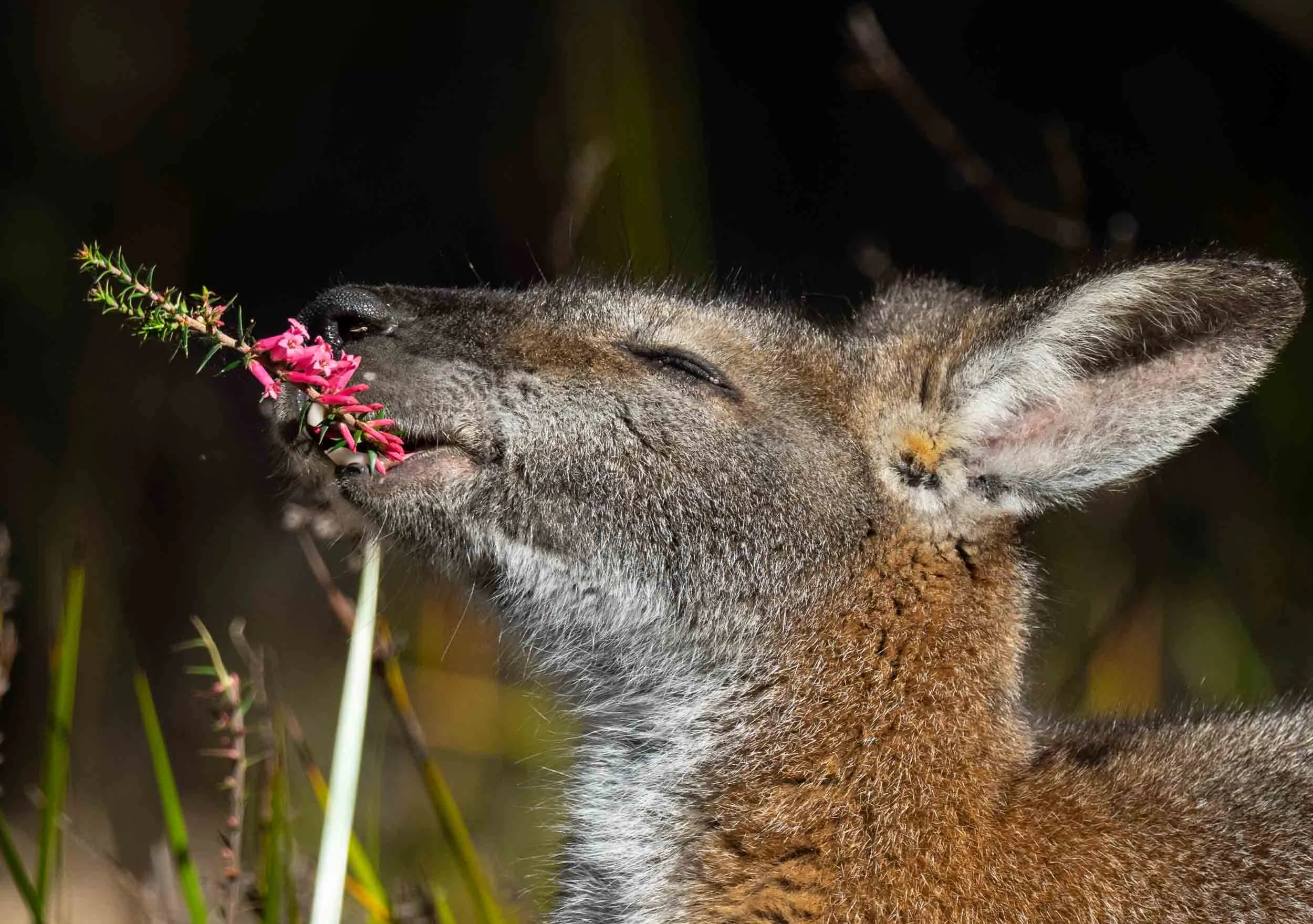 Red-necked Wallaby ( Macropus rufogriseus banksianus)