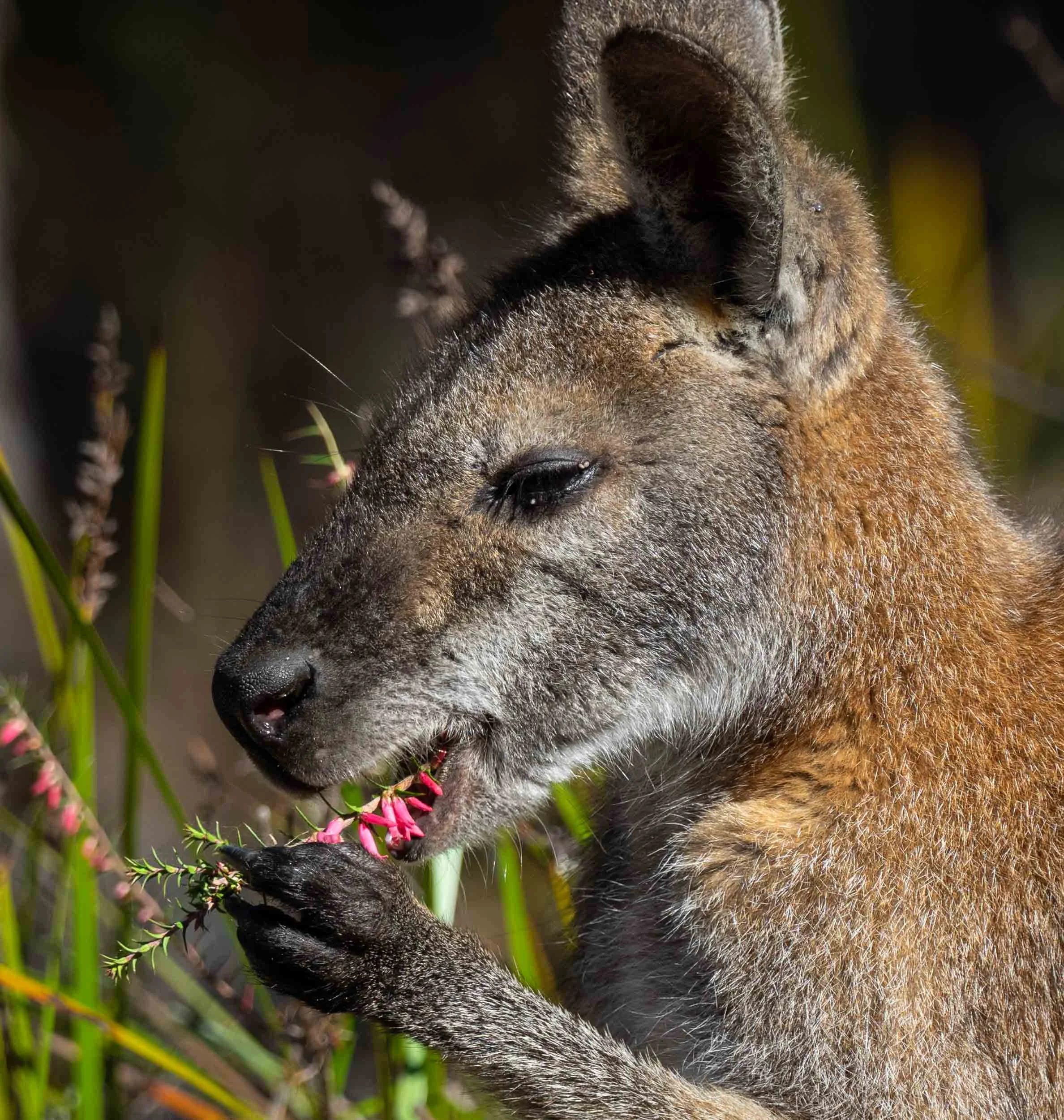 Red-necked Wallaby ( Macropus rufogriseus banksianus)