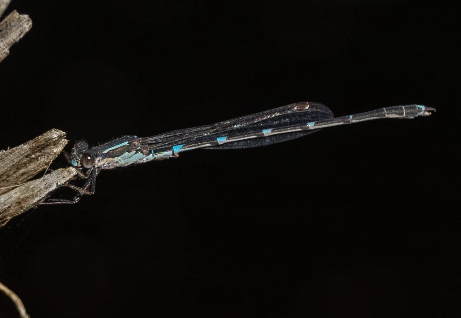 Iota Ringtail ( Austrolestes io)
