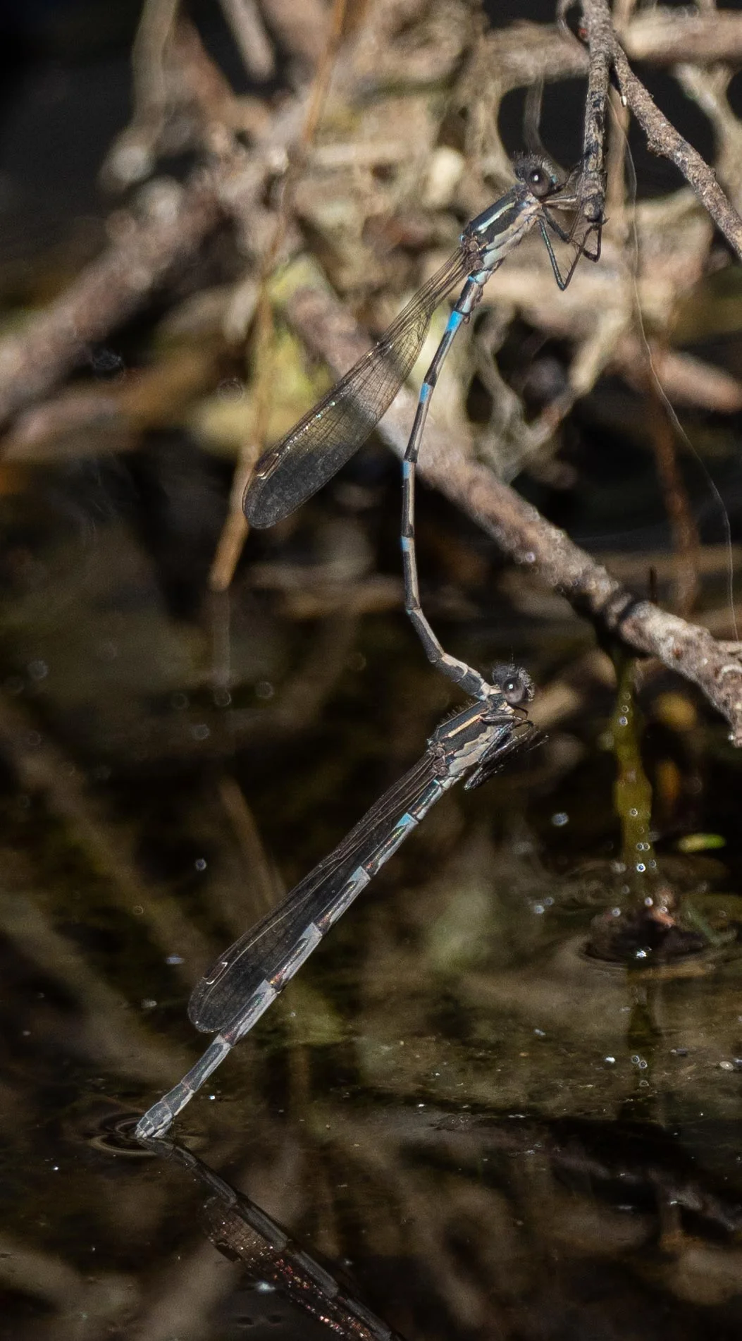 Iota Ringtail ( Austrolestes io)