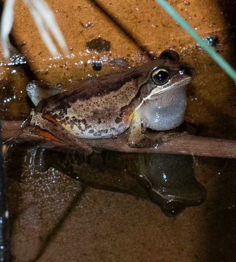 MALE #2: Litoria ewingii ... possibly