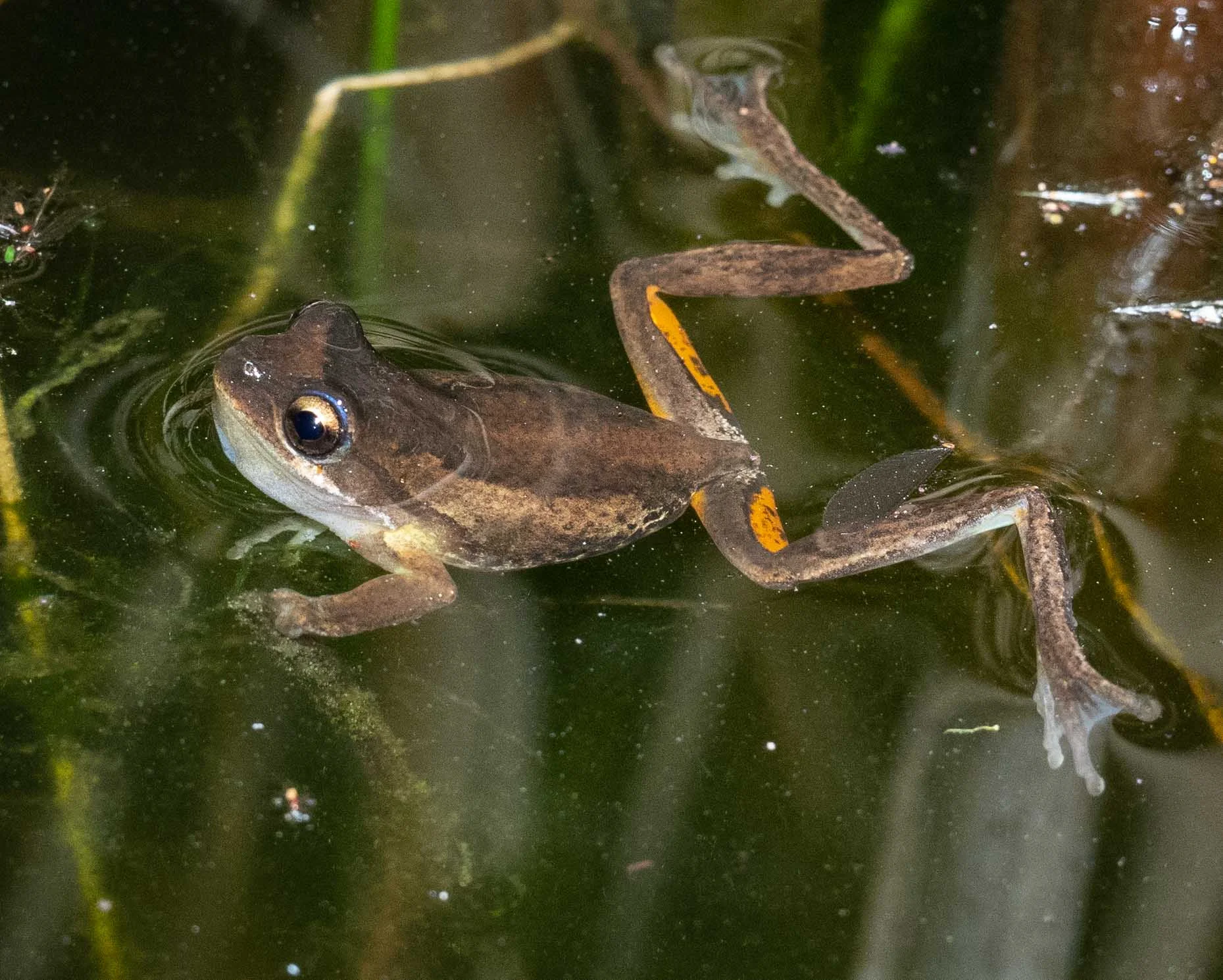 Litoria sp.