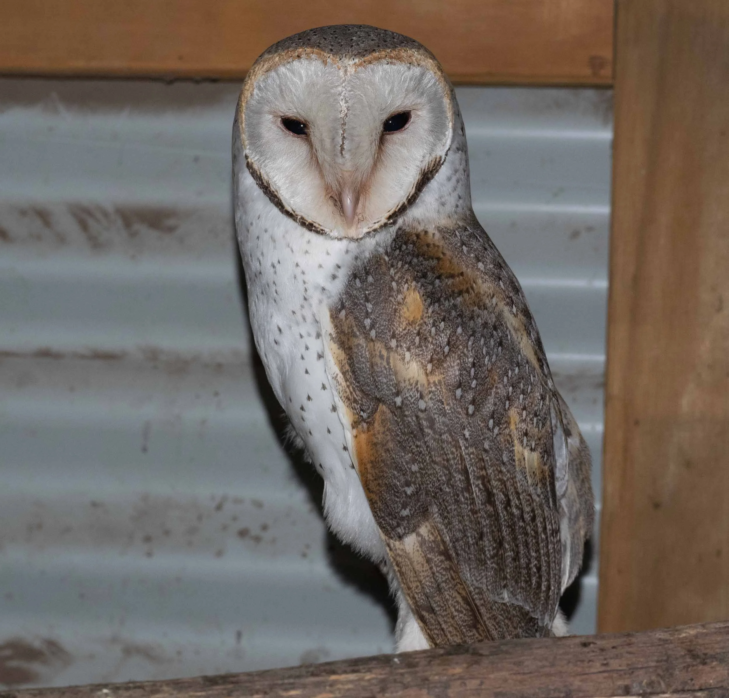 Eastern Barn Owl ( Tyto alba )