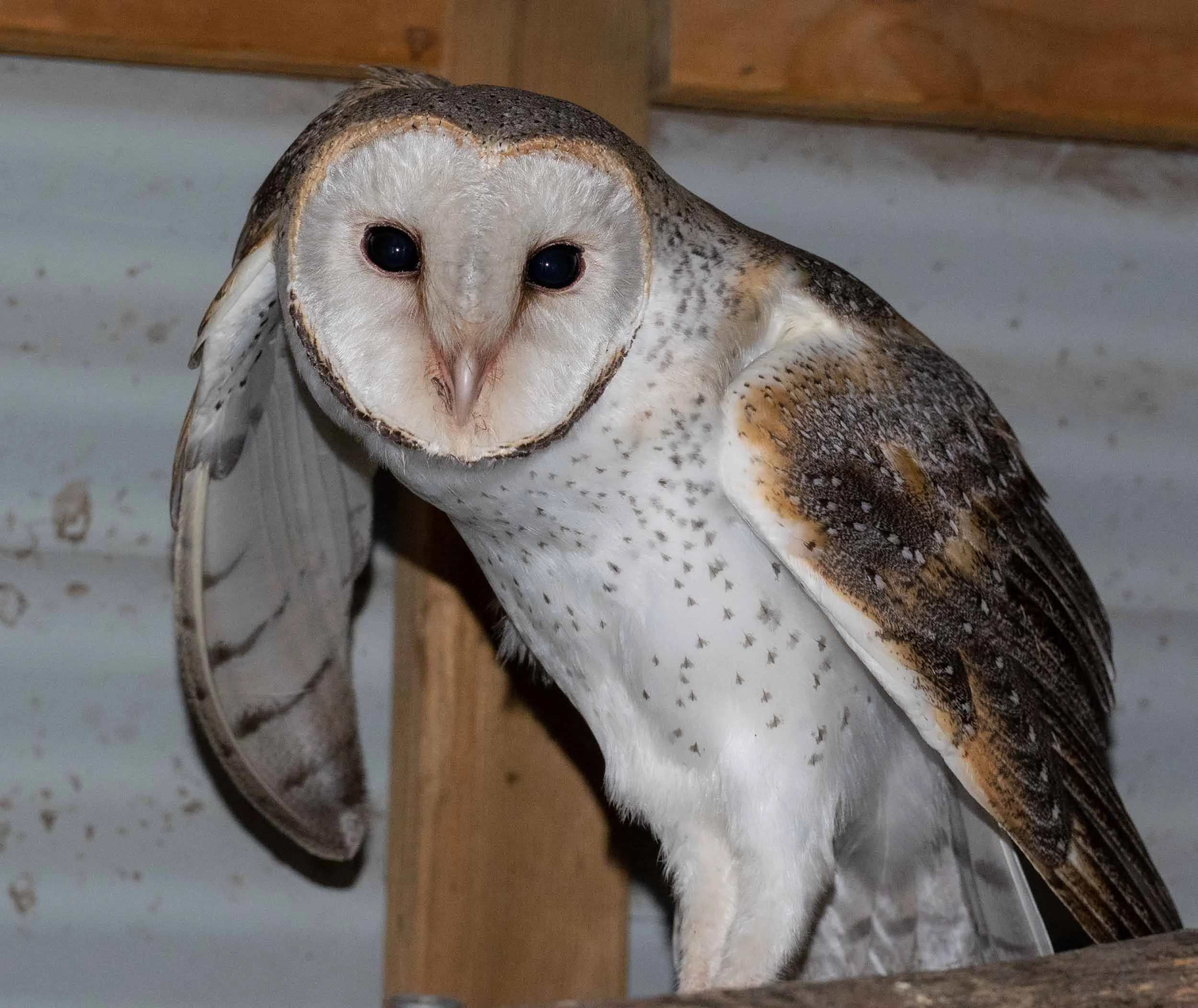 Eastern Barn Owl ( Tyto alba )