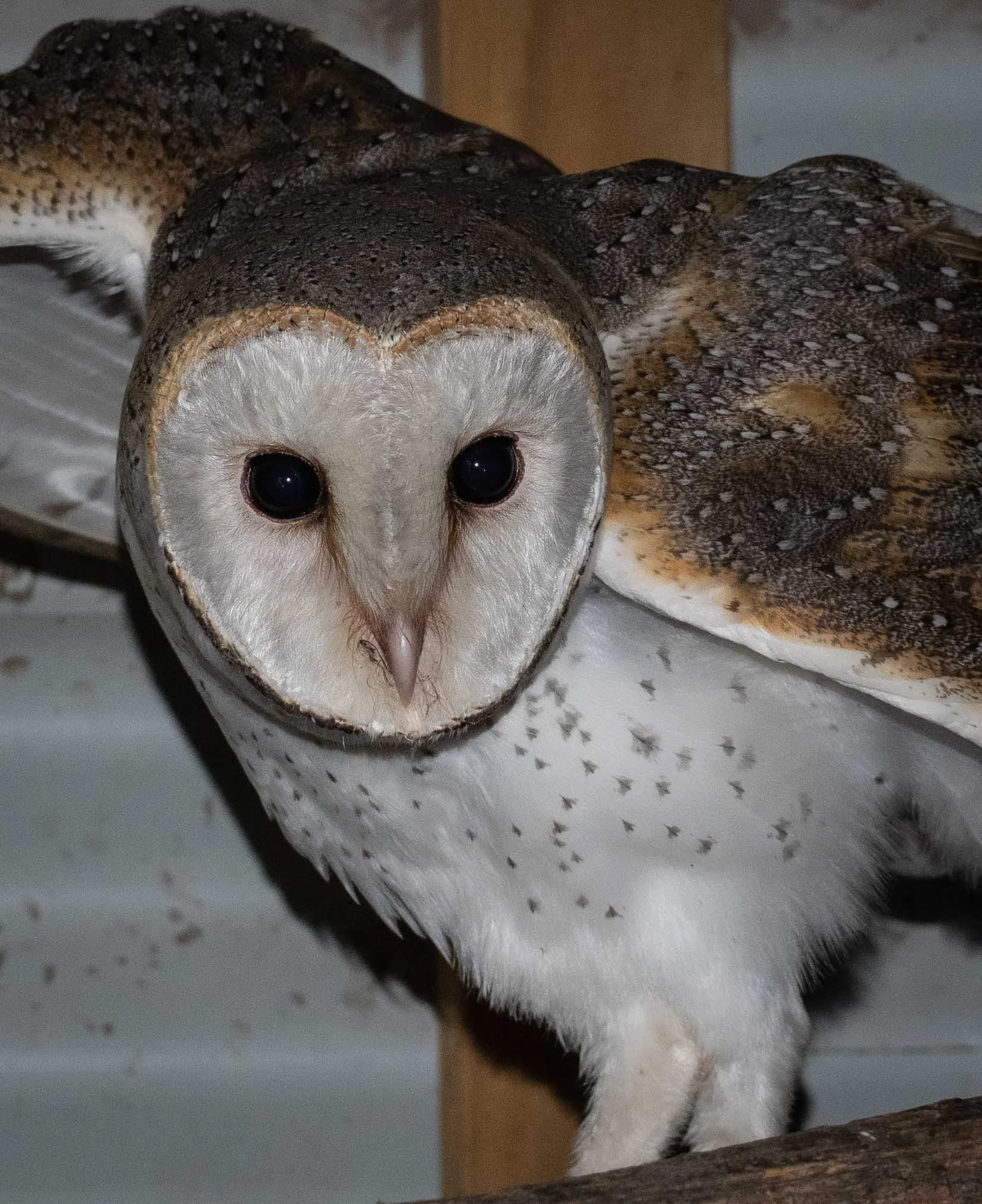Eastern Barn Owl ( Tyto alba )