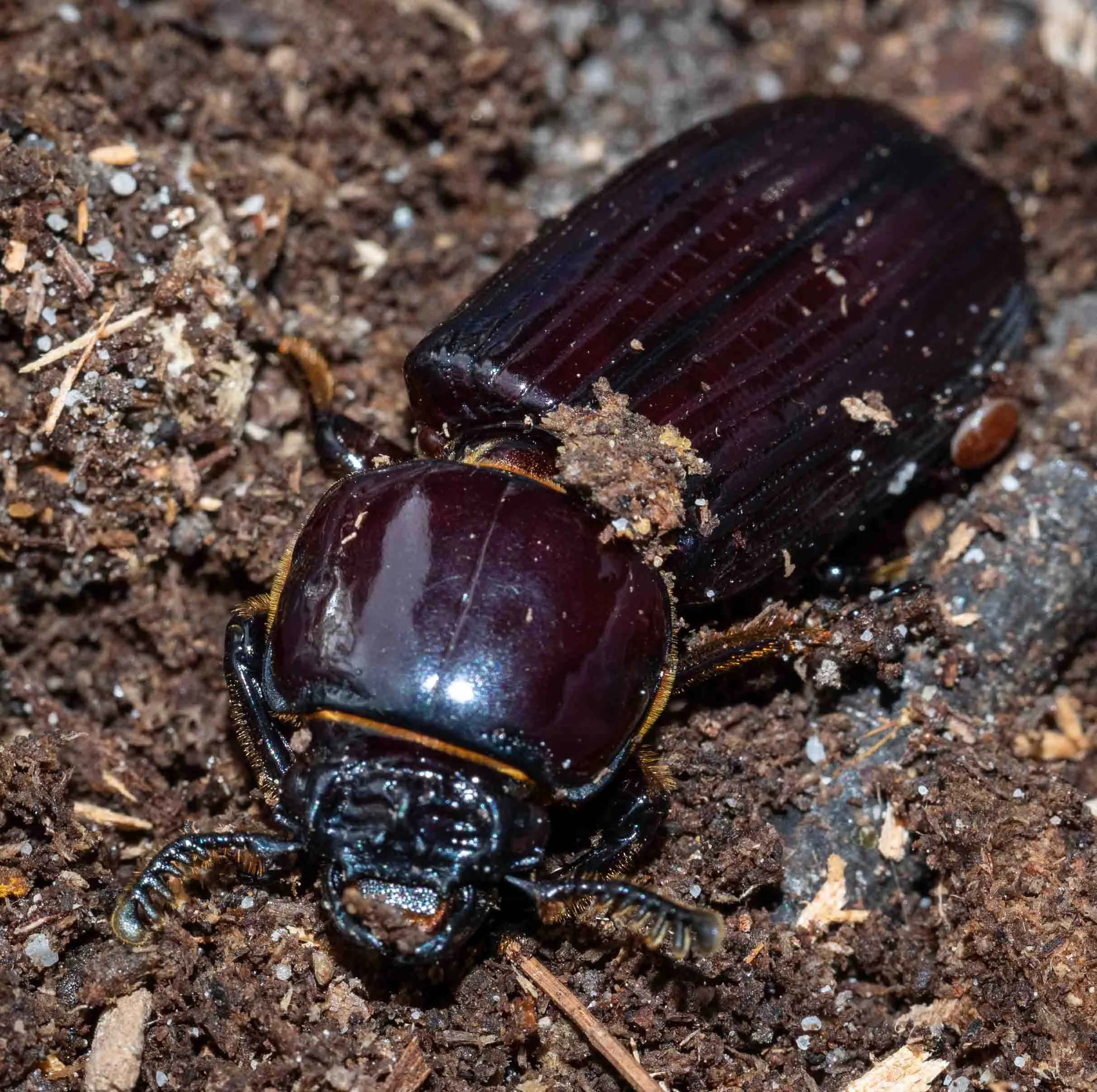 Figure 3: adult beetle of Species 1, with one of the ever-present mites visible on the right