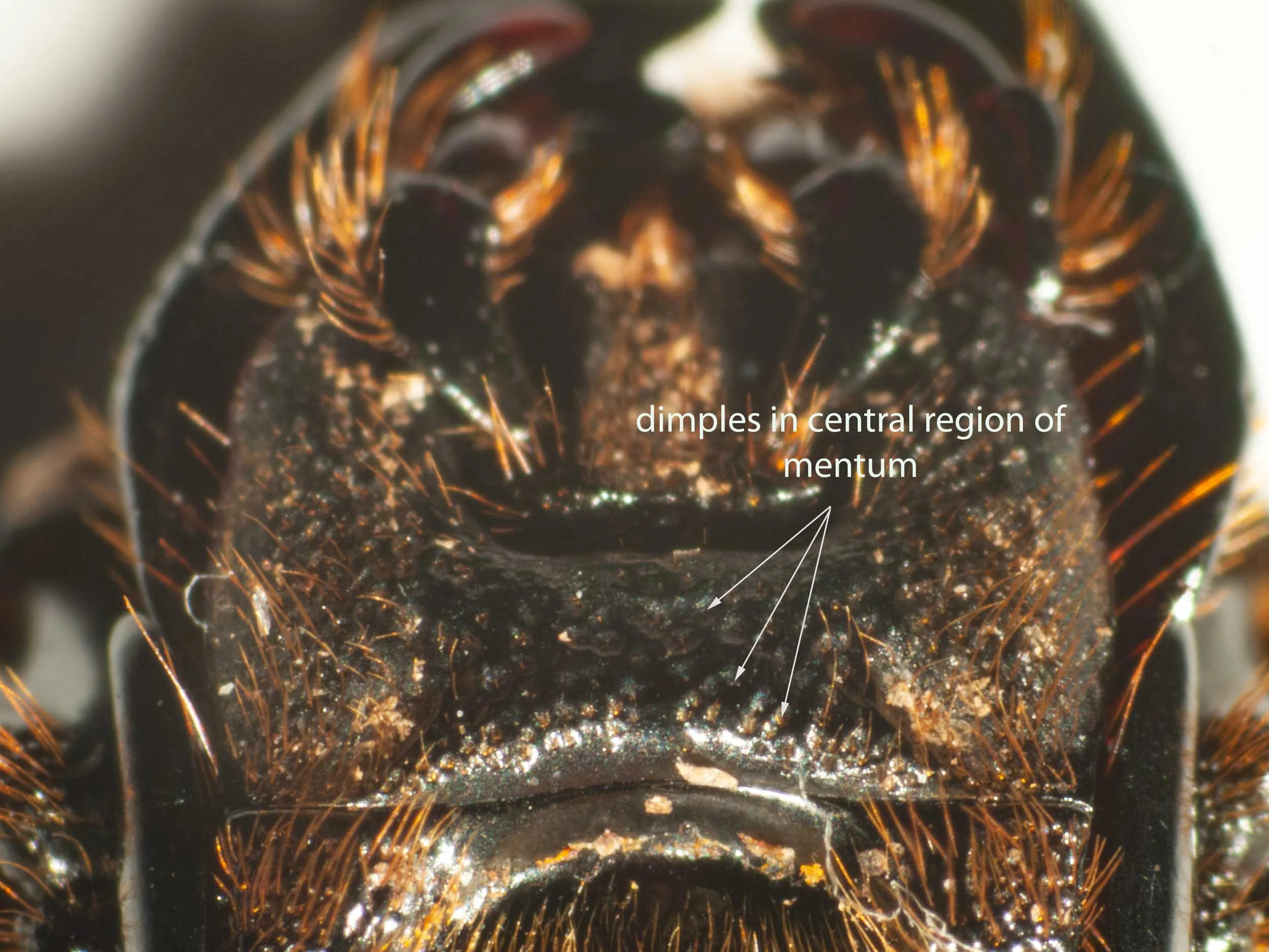 Figure 12: ventral view of head, showing the dimpled ('punctate') central region of the mentum