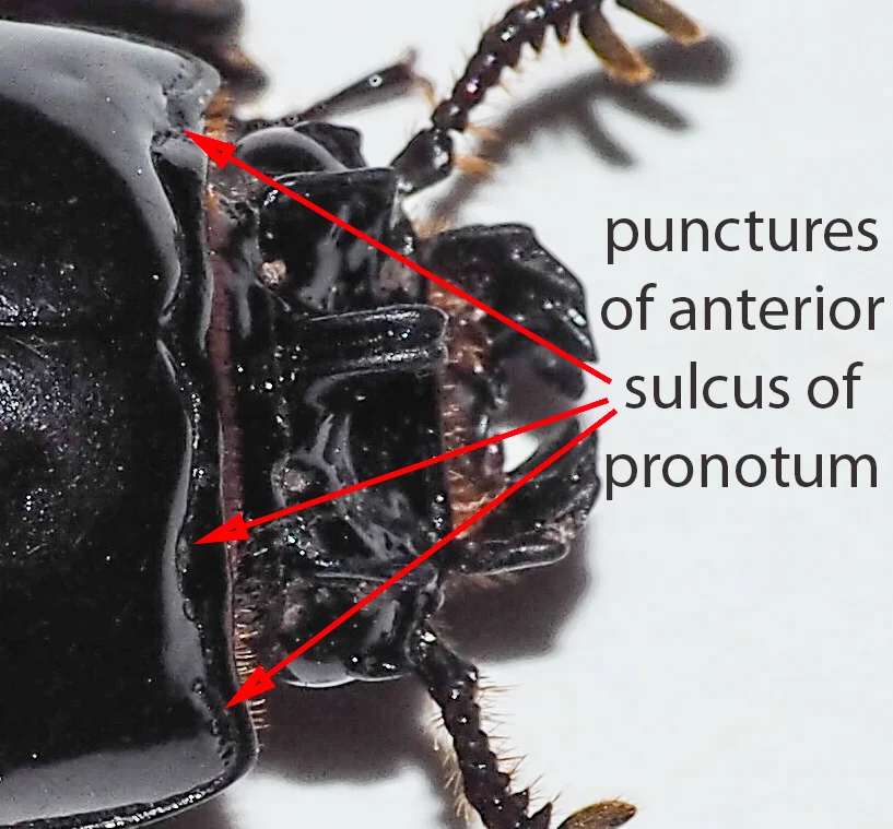 Figure 21: dorsal view of head 