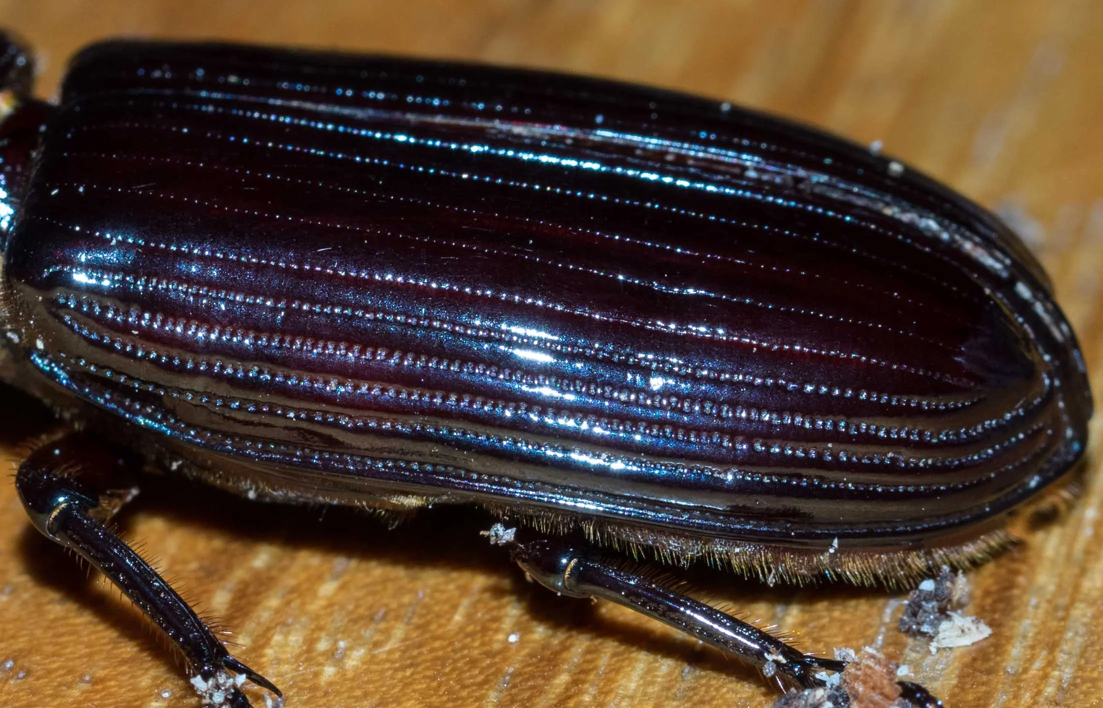 Figure 27: lateral view of elytra