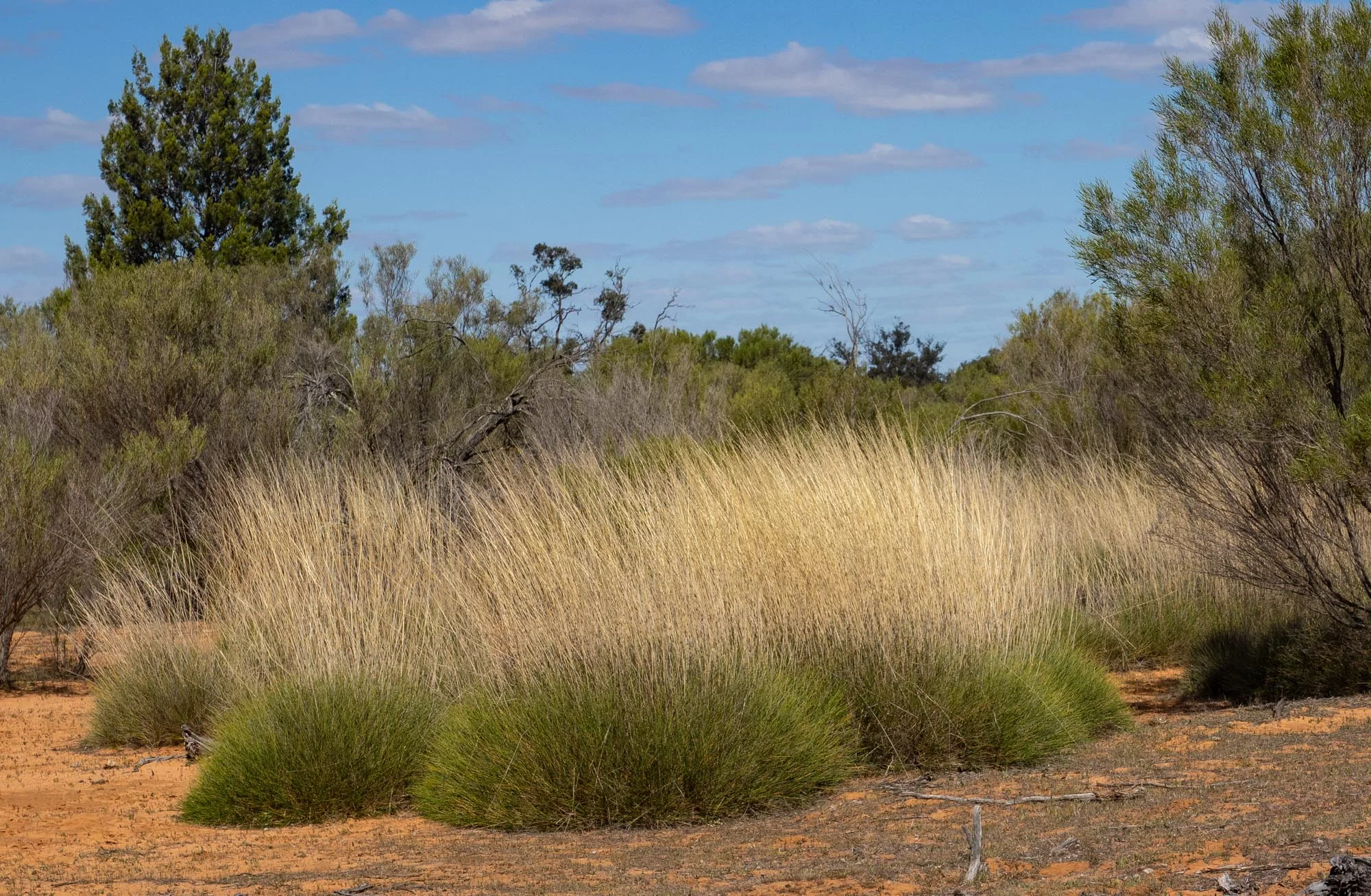 Spinifex ... habitat of the elusive Mallee Emu-wren (but despite searching, we didn't see one)