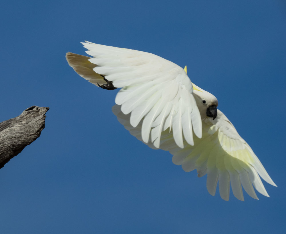 Sulphur-crested Cockatoo