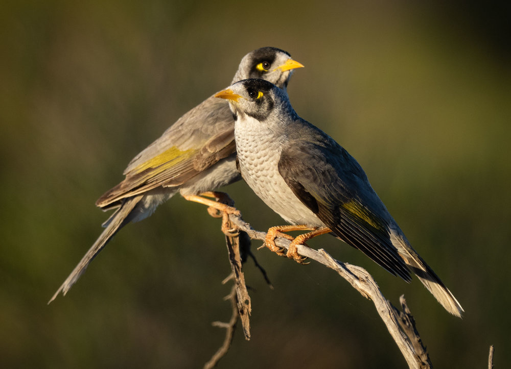 The villains - Noisy Miners