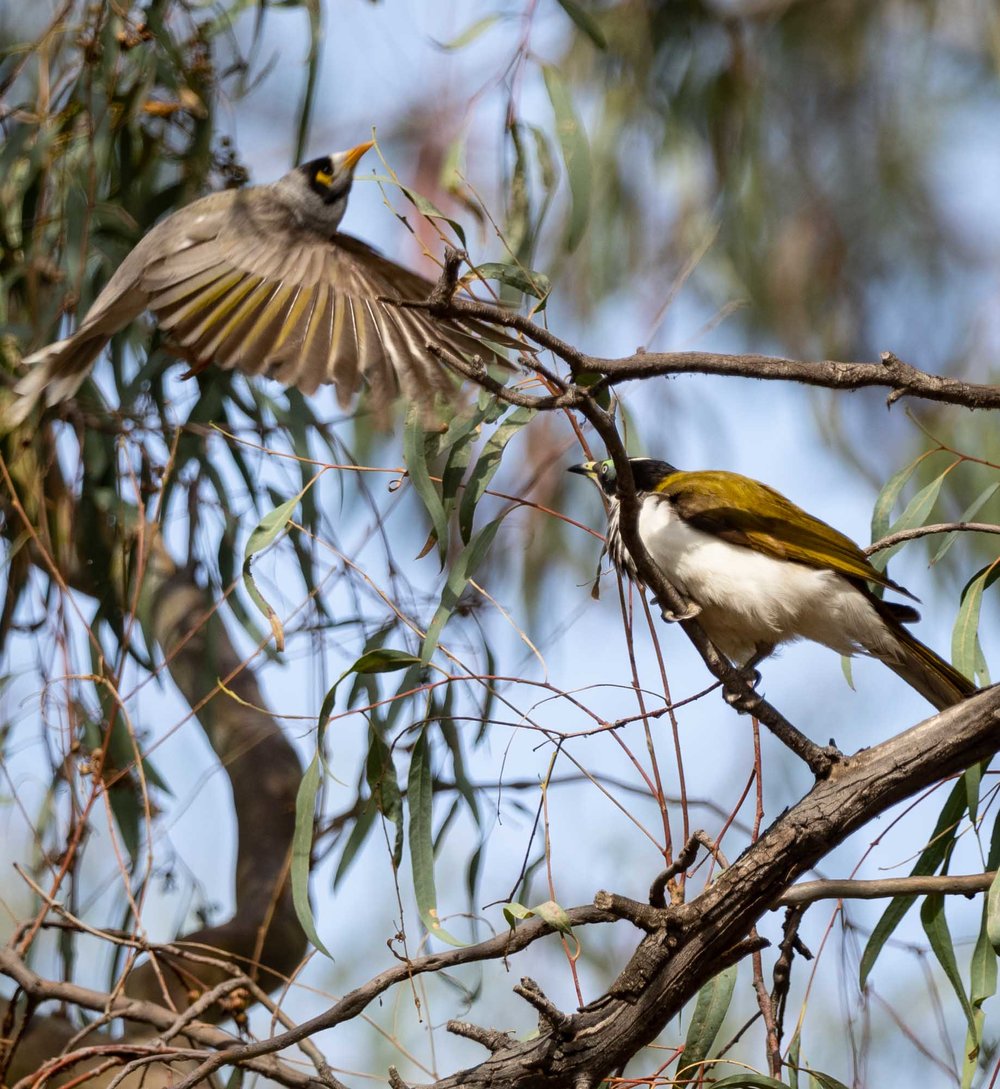 Blue-faced Honeyeater is swooped