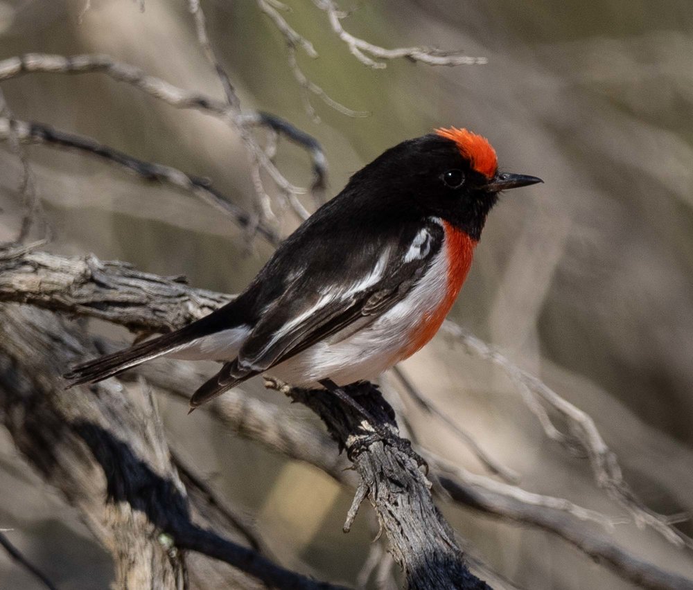 Red-capped Robin - male