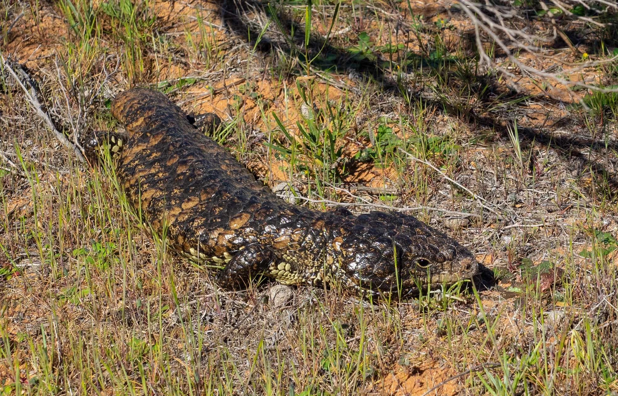 Shingleback or ‘Sleepy’ Lizard - this subspecies ( Tiliqua rugosa aspera ) is found from the Nullarbor Plain to eastern QLD … but there’s another, more colourful subspecies we hope to see in WA’s south west!