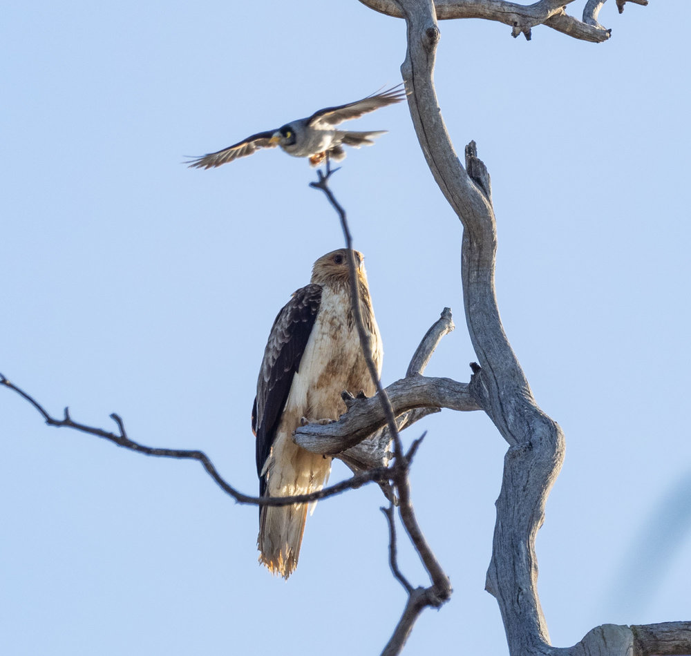 Whistling Kite gets same treatment