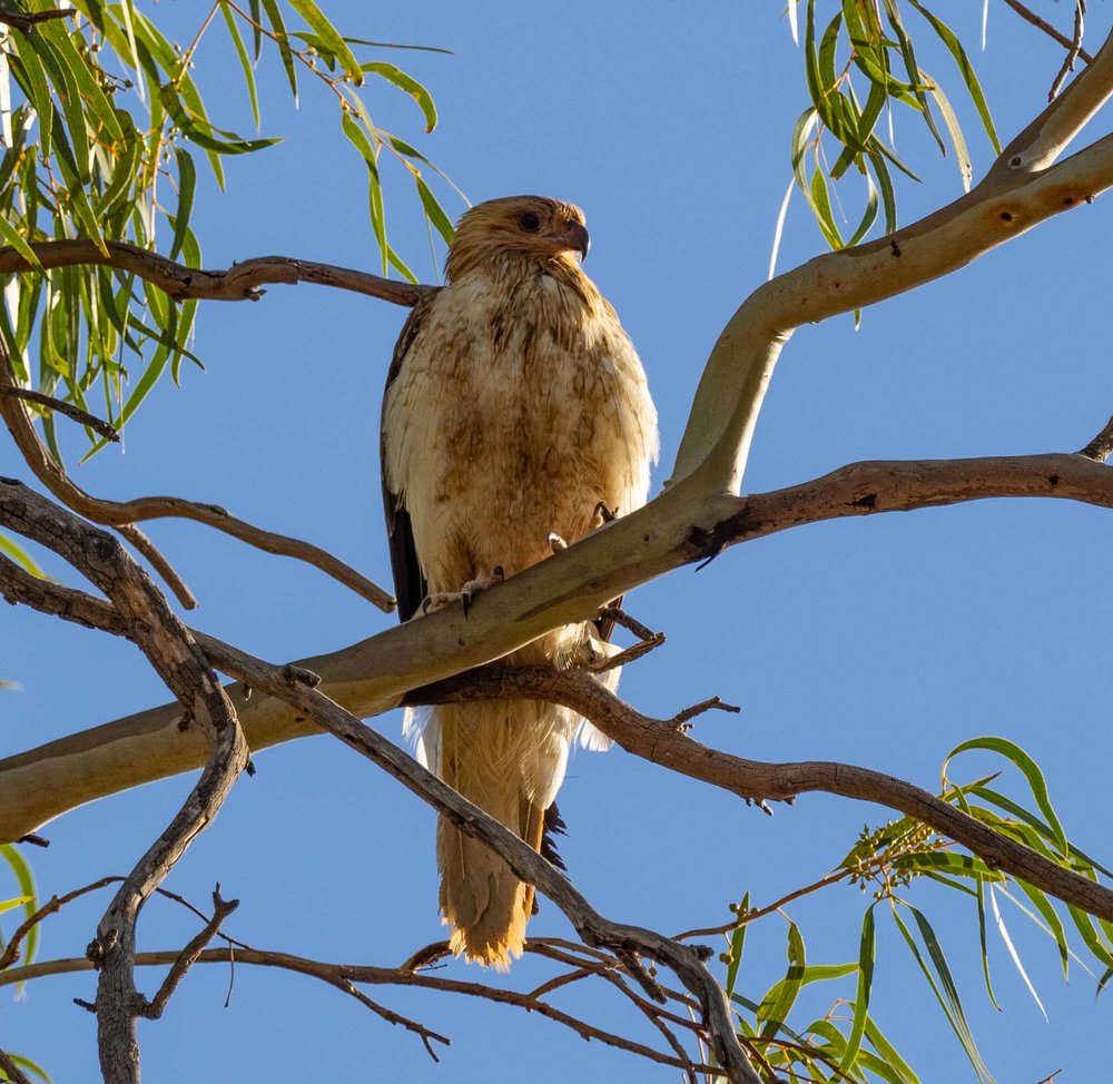 Whistling Kite