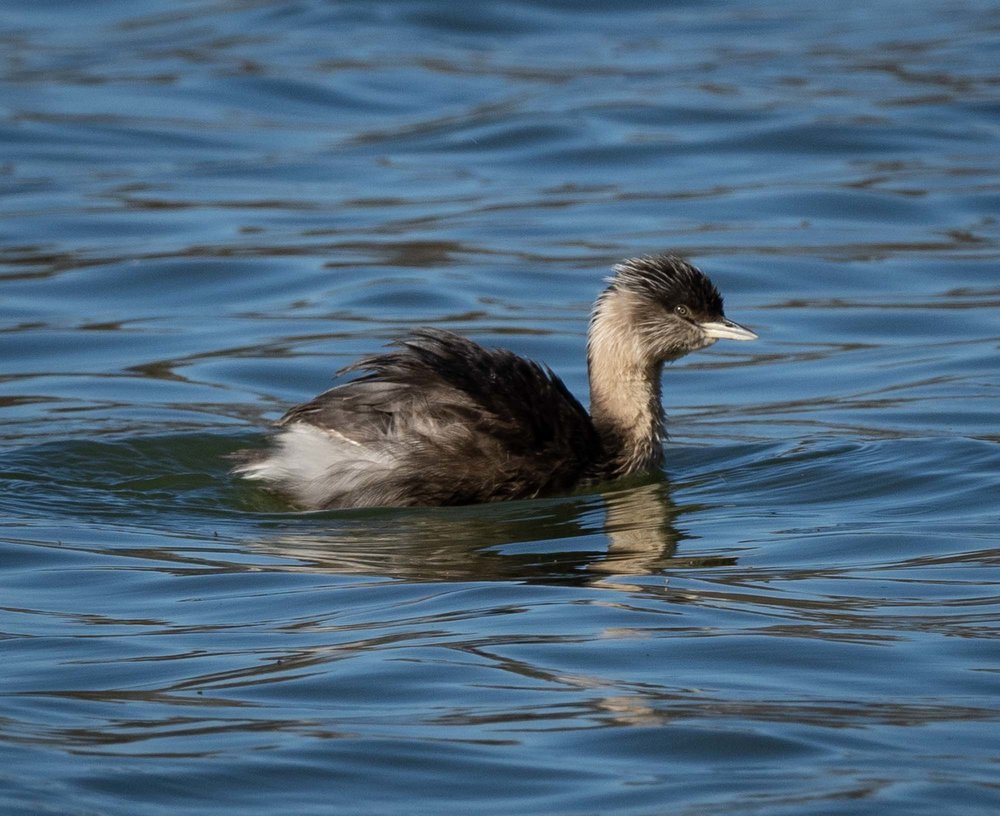 Hoary-headed Grebe