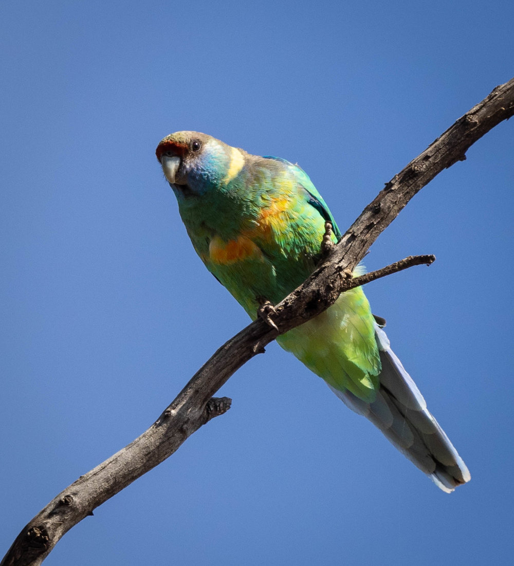 Mallee Ringneck