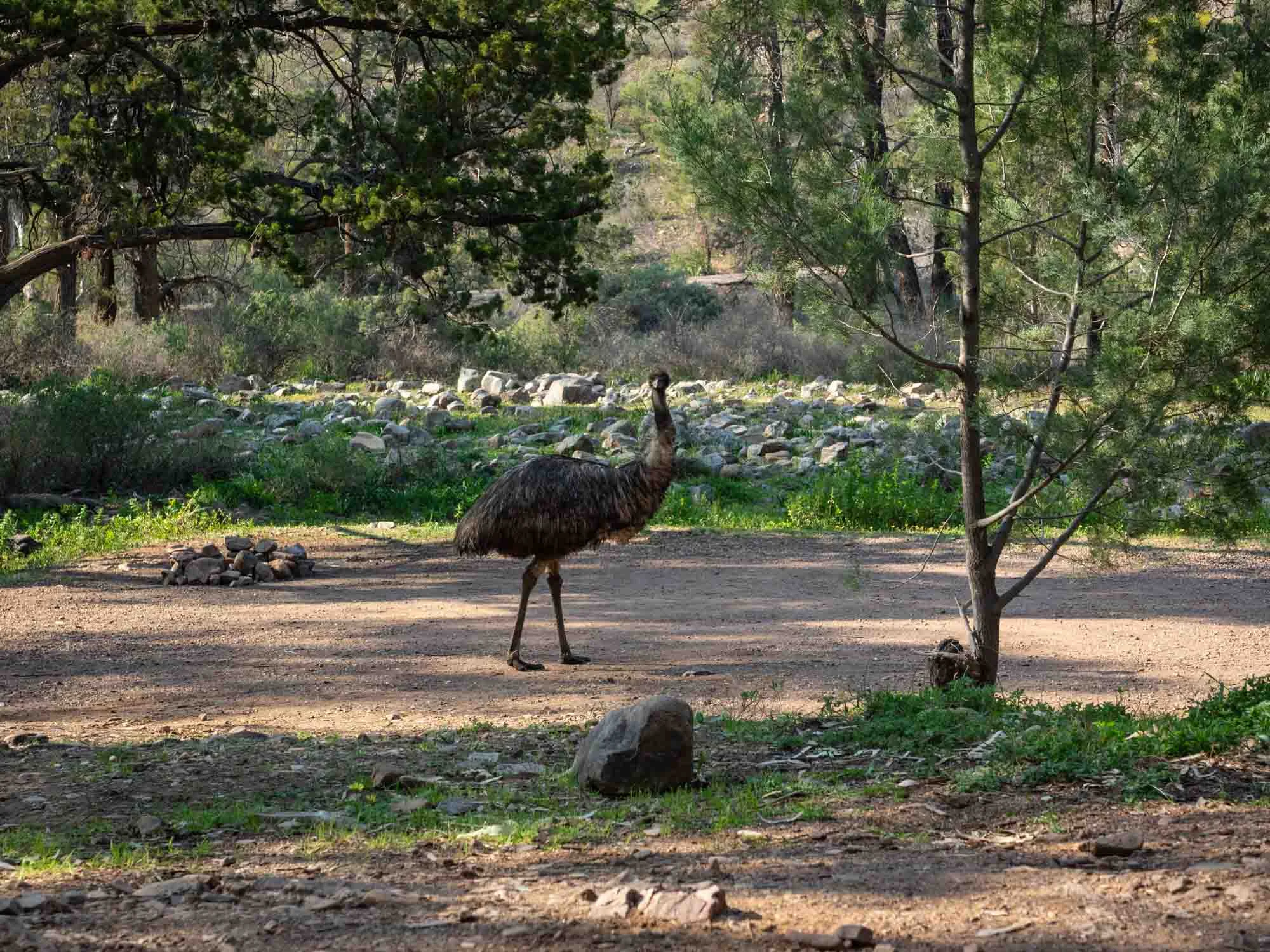 For two out of three nights, our only neighbour