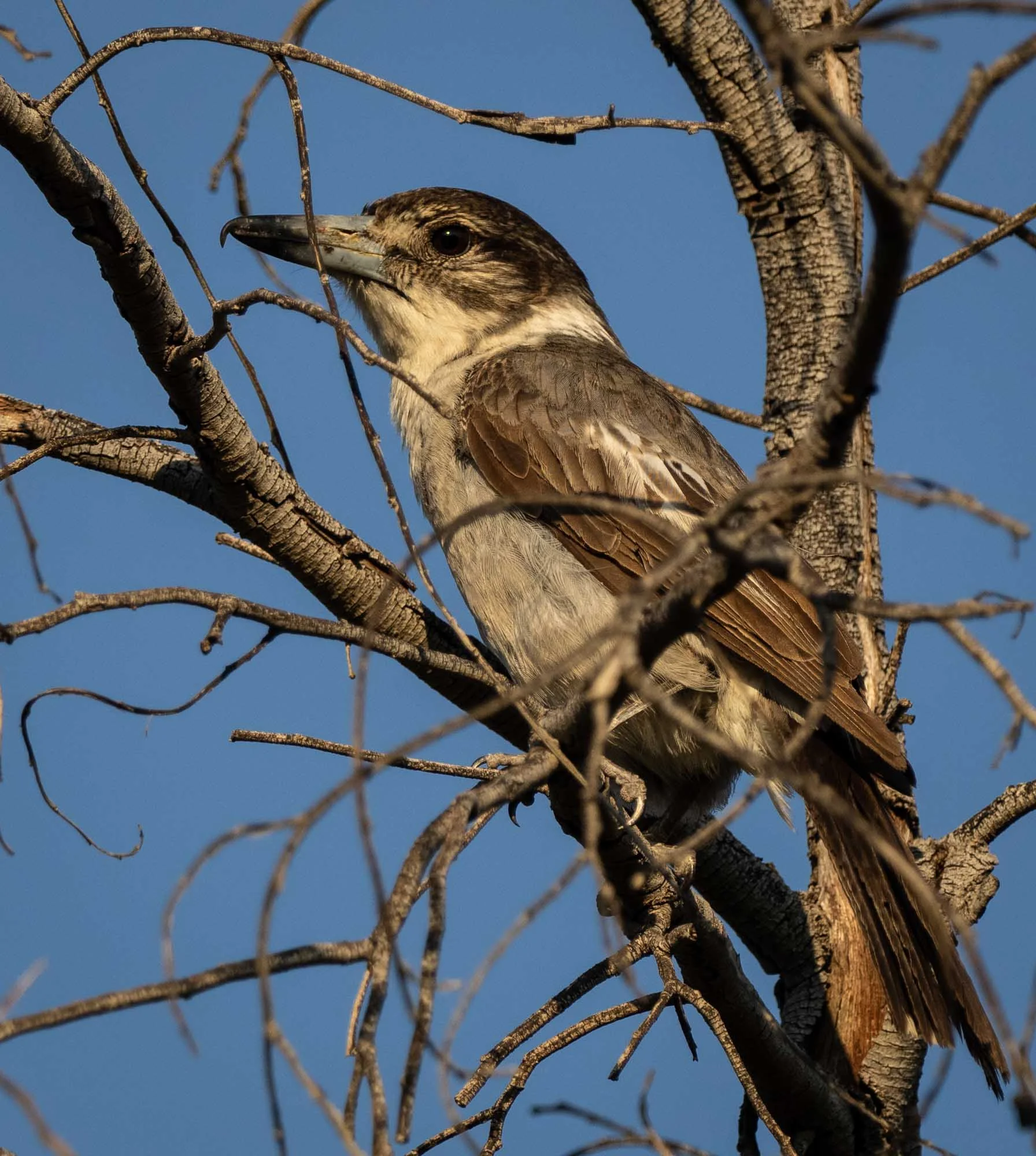 Grey Butcherbird