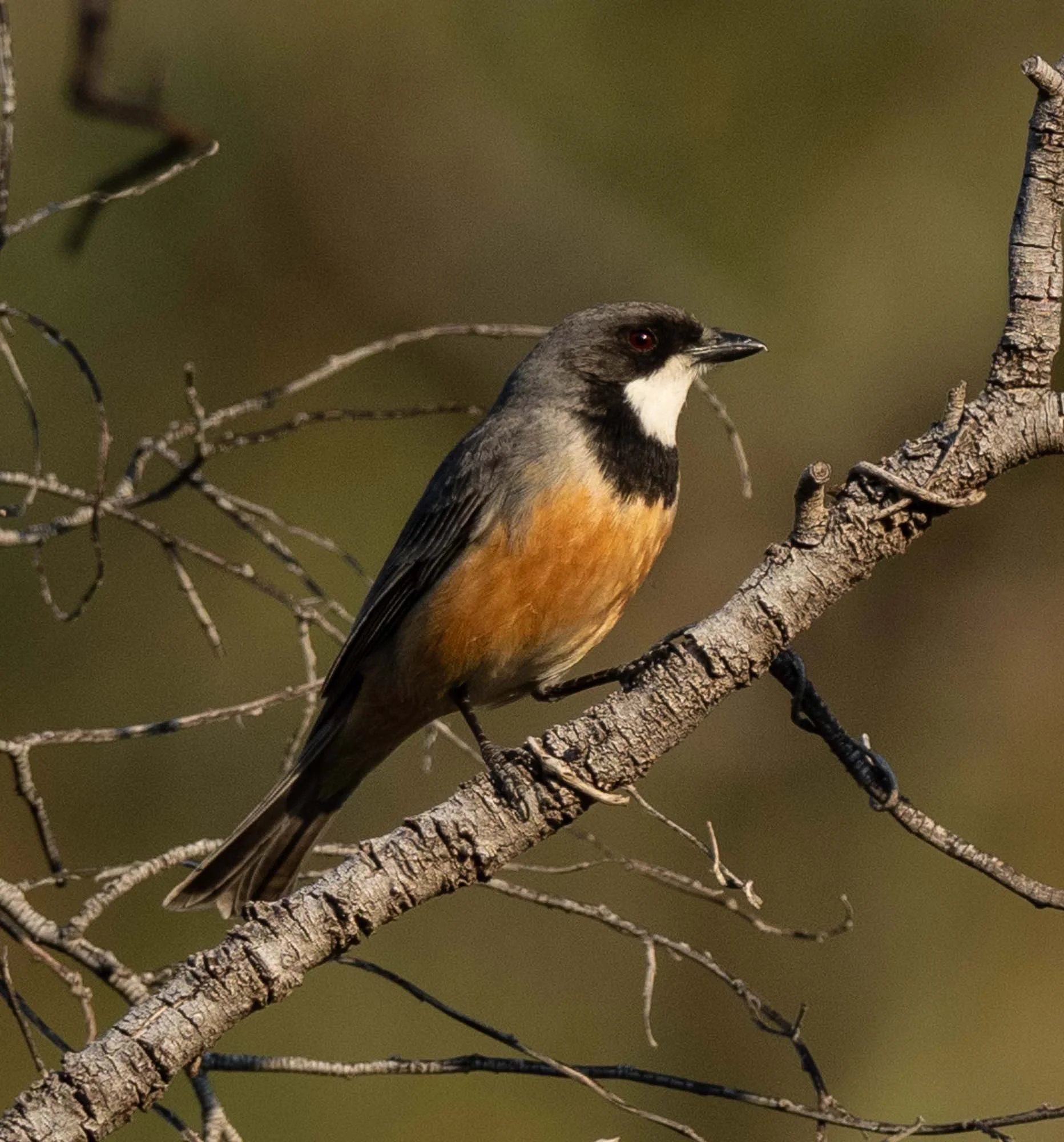 Rufous Whistler - male