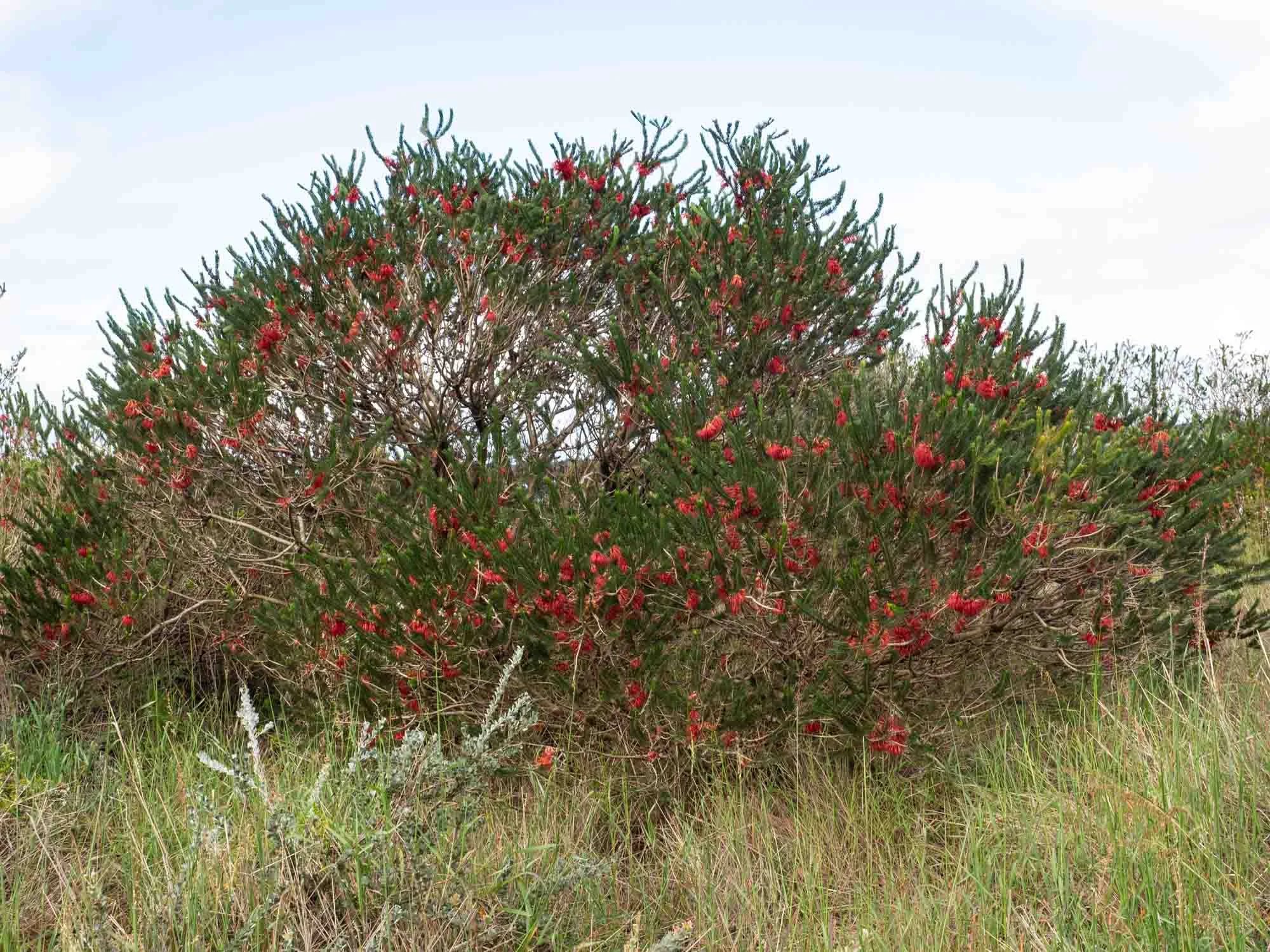 At a distance, it looks like a Callistemon (bottlebrush)