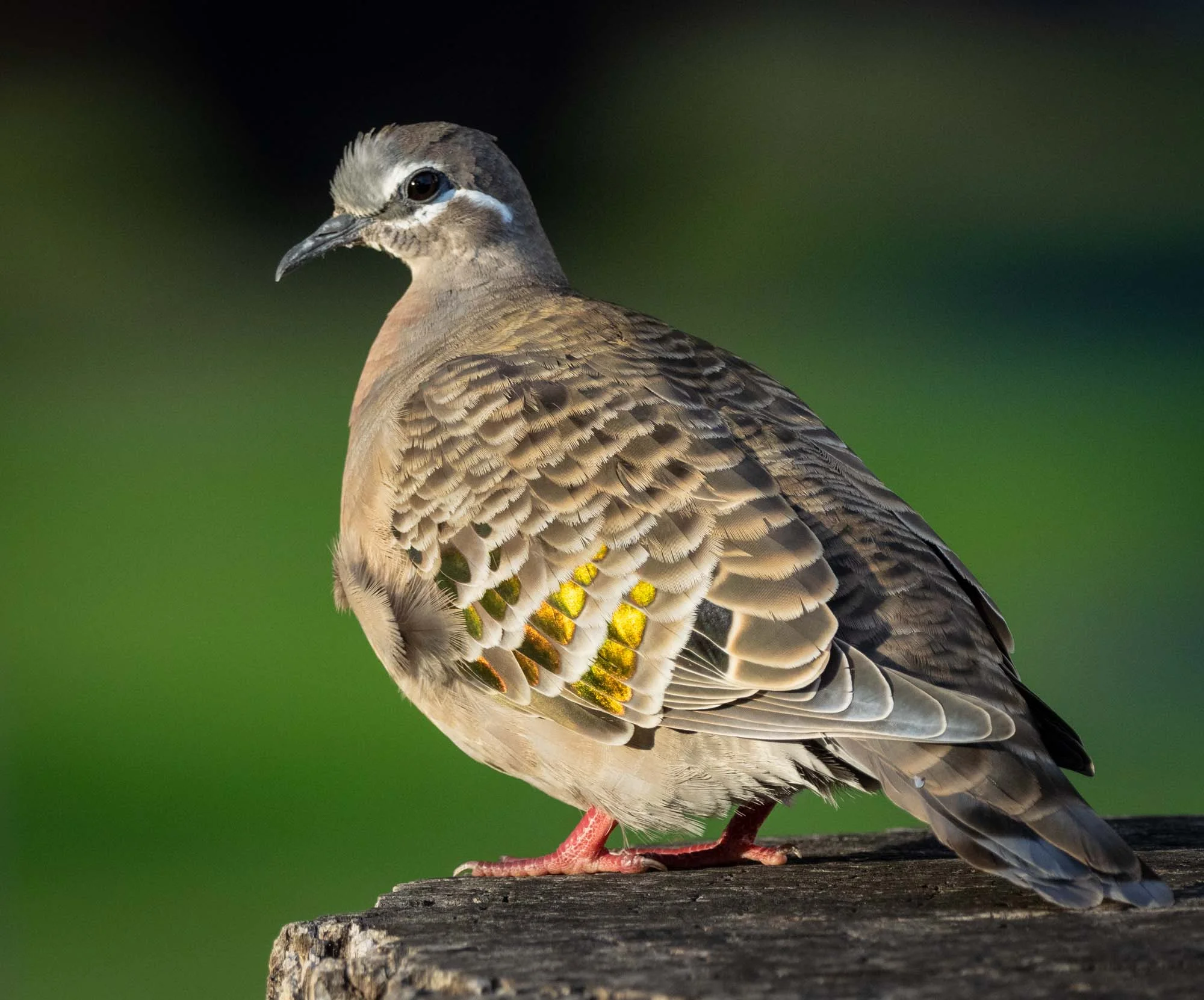 Common Bronzewing … a species that seems identical to ours at home, but is much less wary!