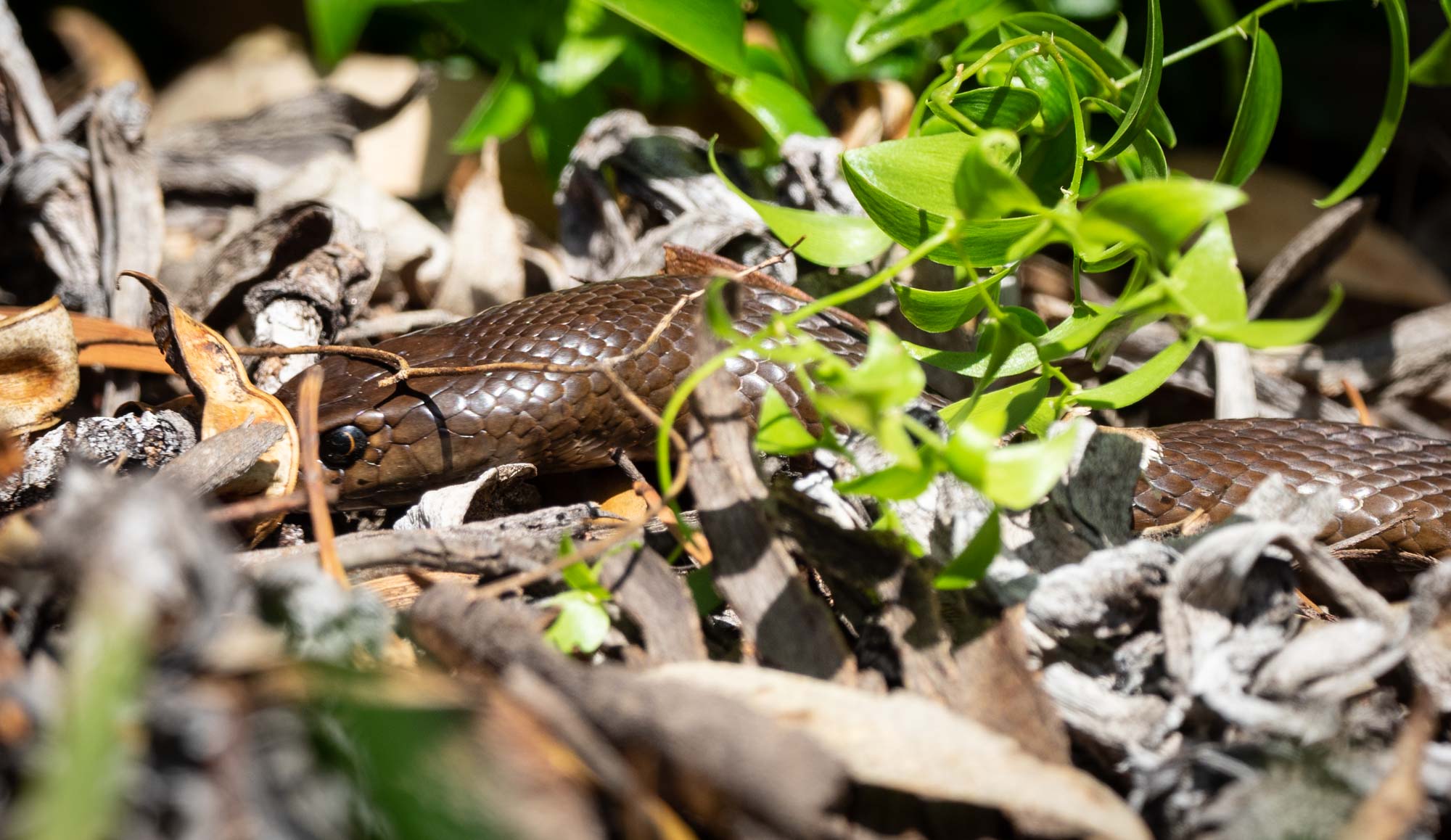 same genus as our Eastern Brown Snake