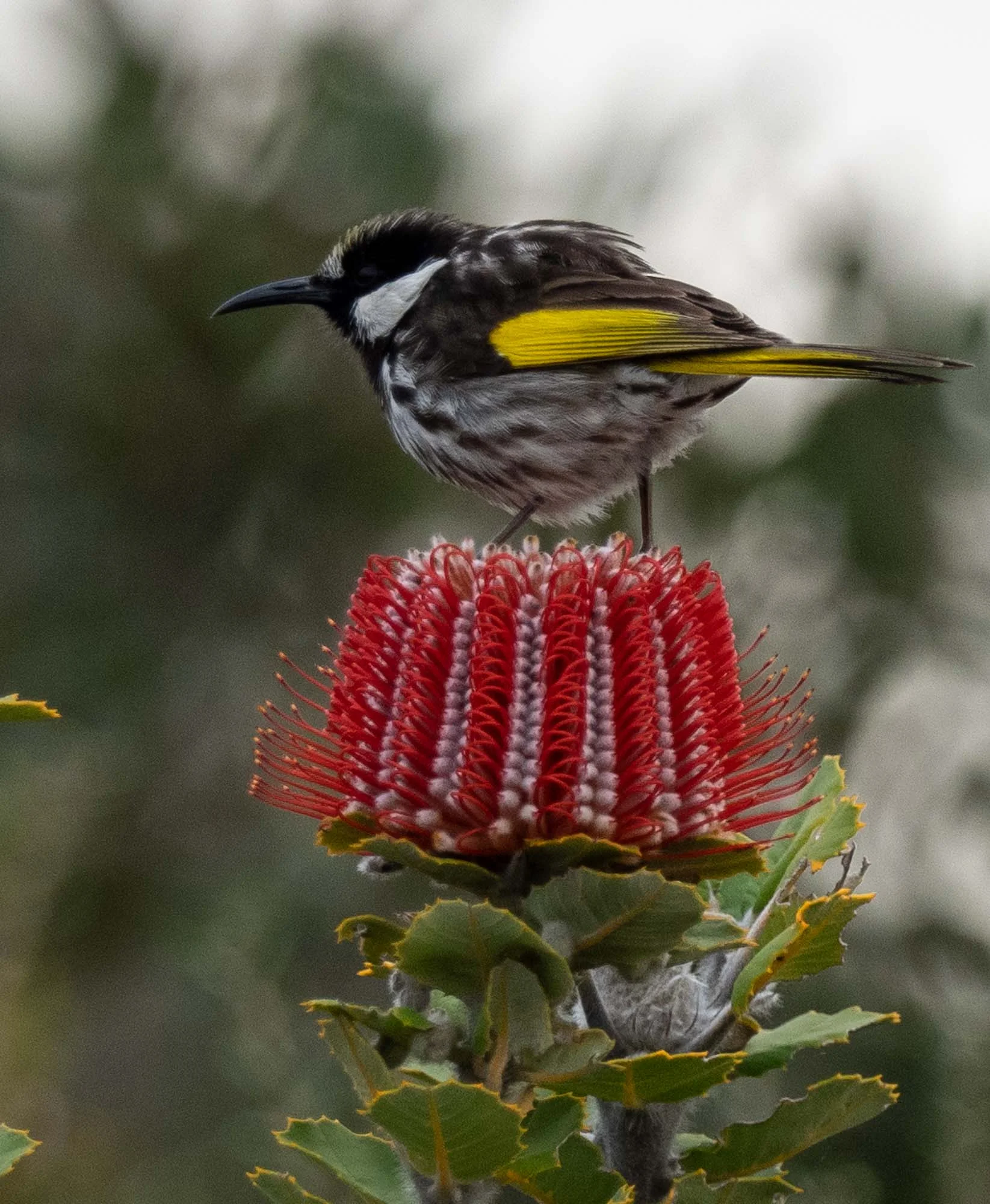 White-cheeked Honeyeater - larger and less common than the incredibly numerous New Holland Honeyeaters