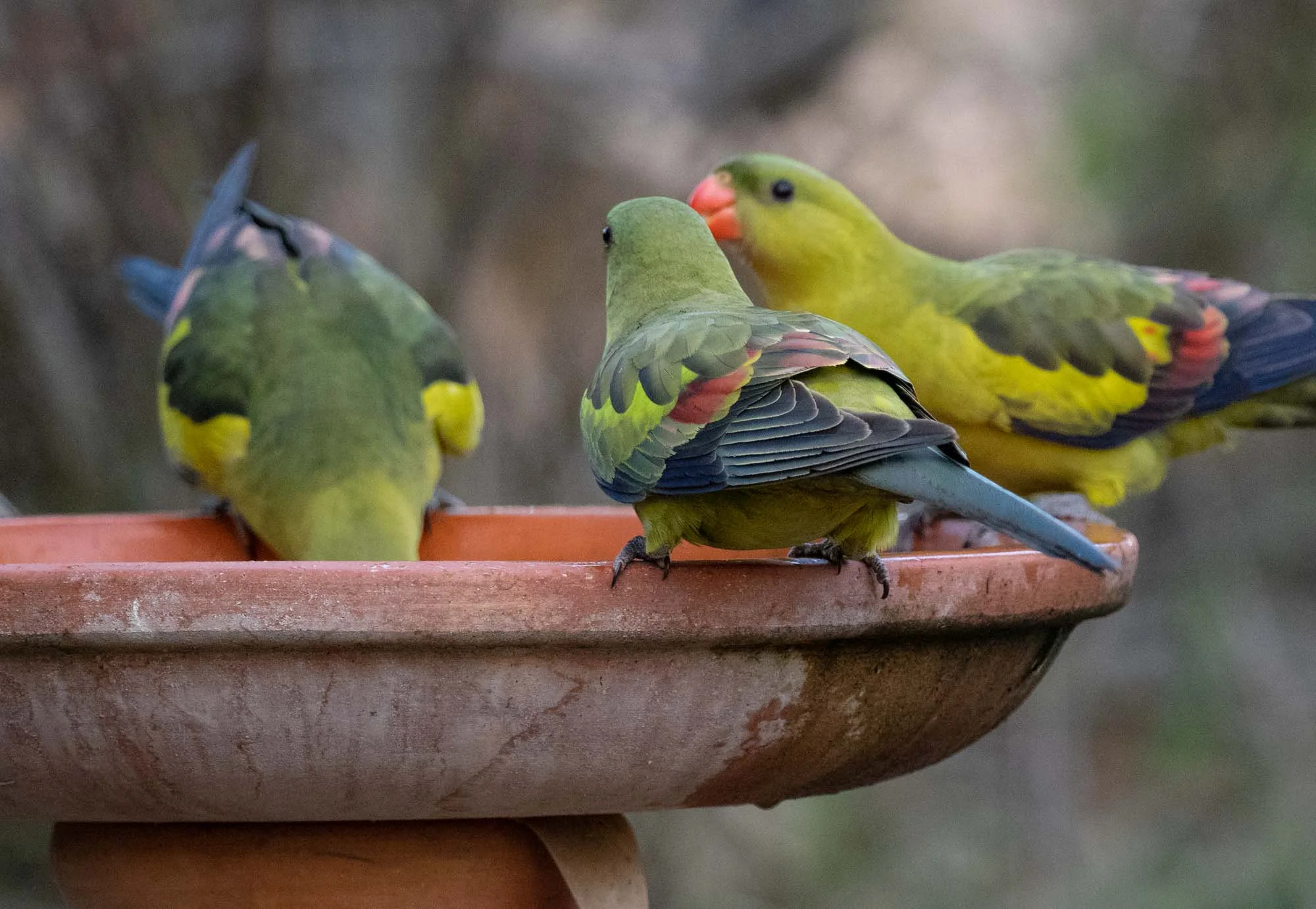 Regent Parrots